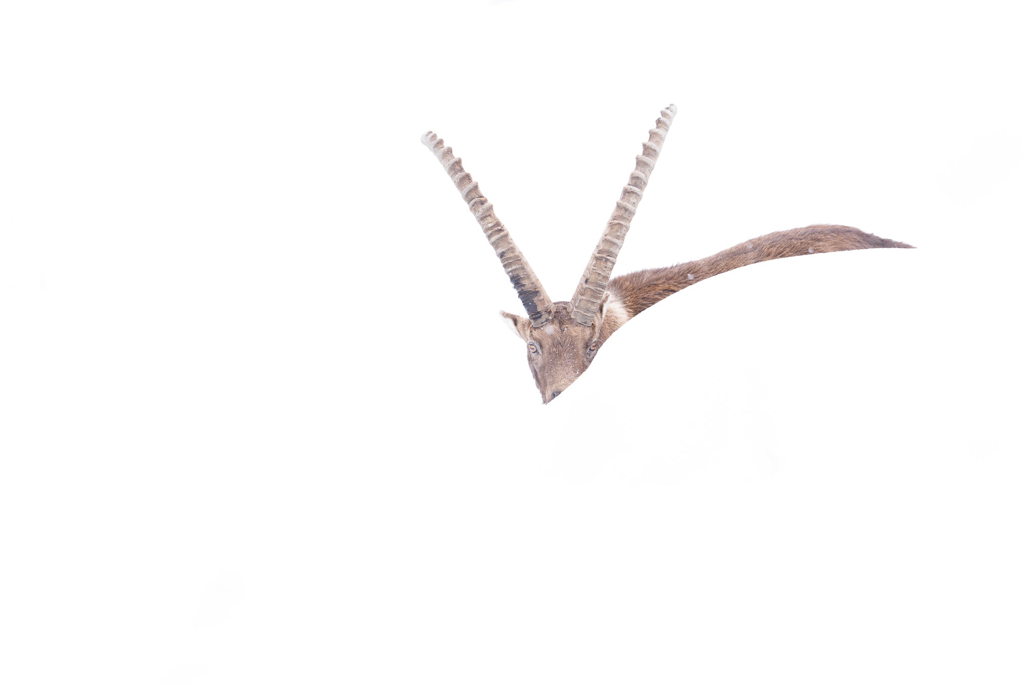 A fragment of branching antler hangs in a nearly empty white field.