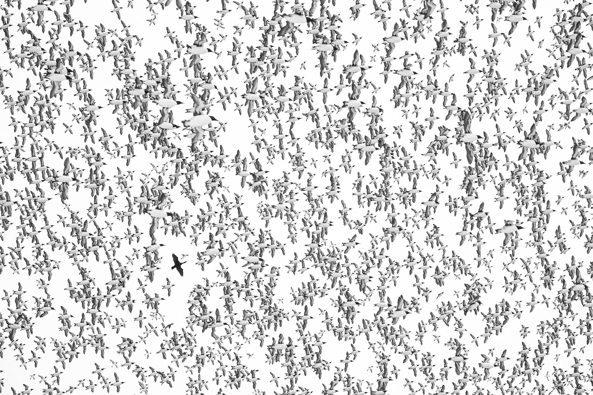 One dark bird stands out among a dense pattern of pale birds in flight.