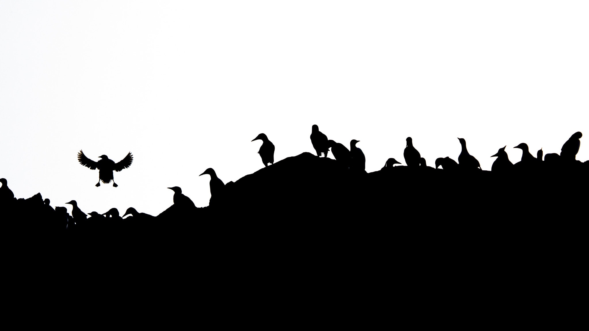 Black bird silhouettes line a dark ridge beneath a wide white sky.
