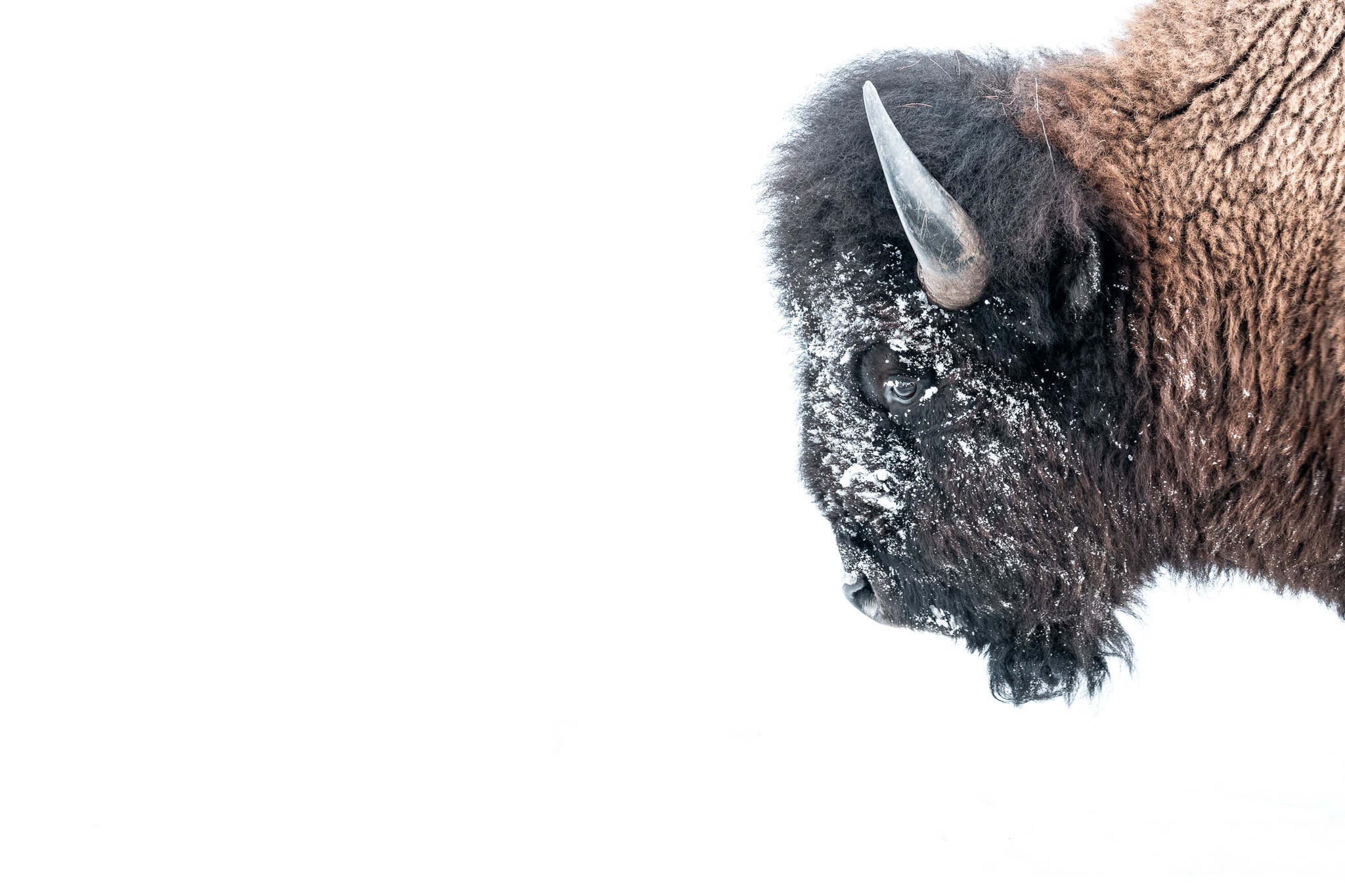 A bison’s head and curved horn emerge from a broad white winter field.