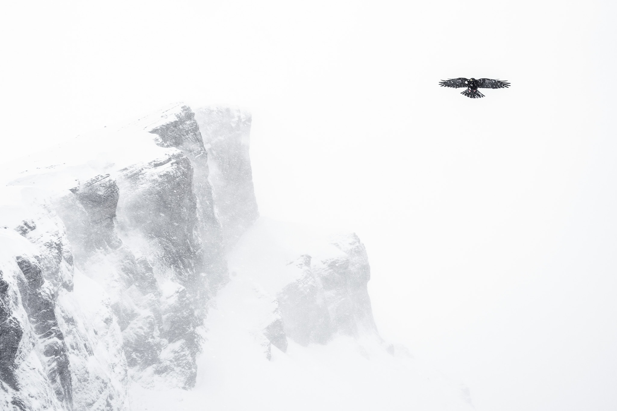 A dark bird glides beside pale cliffs dissolving into mist.