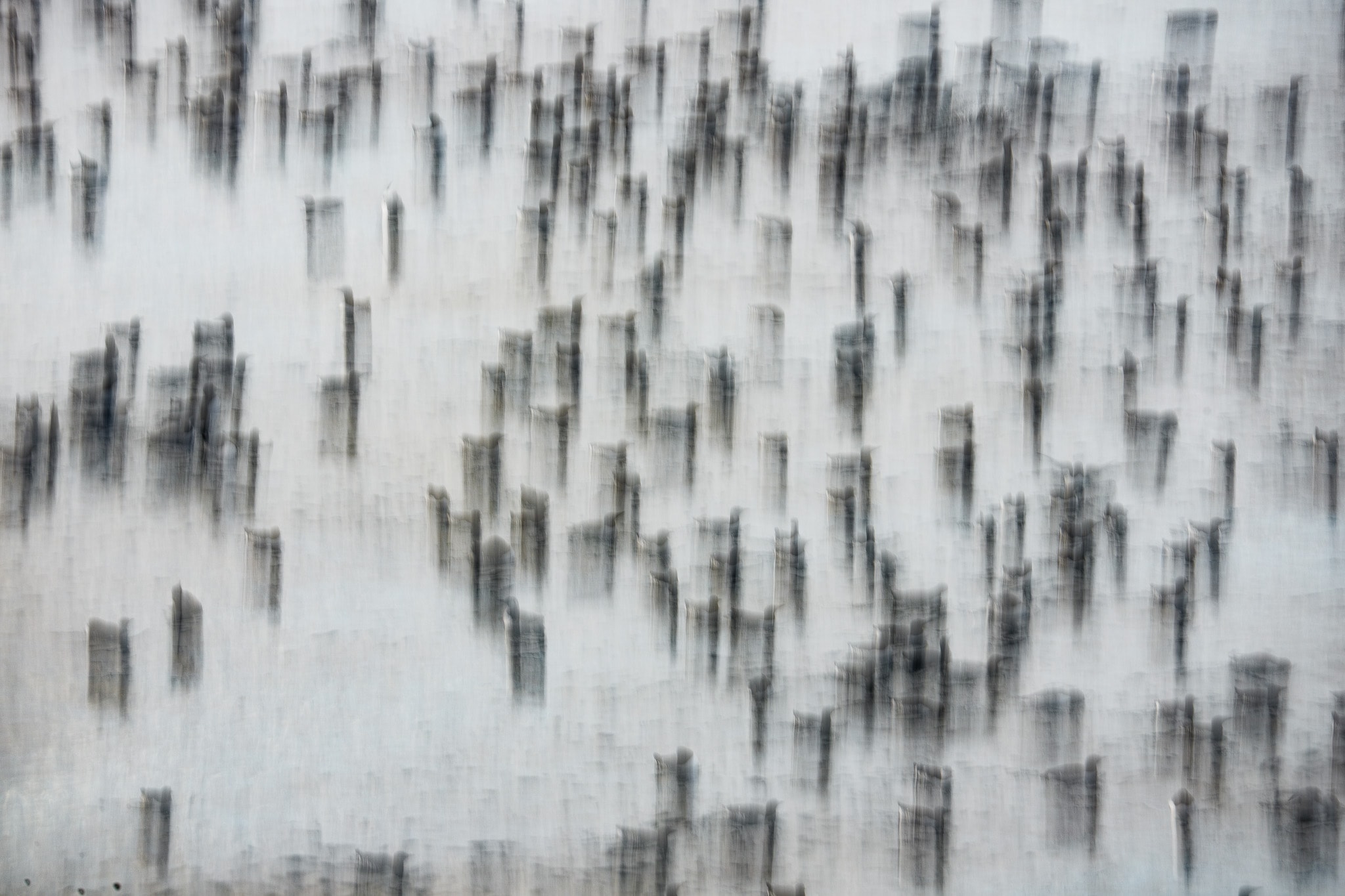 Birds in motion become a repeating pattern of soft dark vertical strokes.