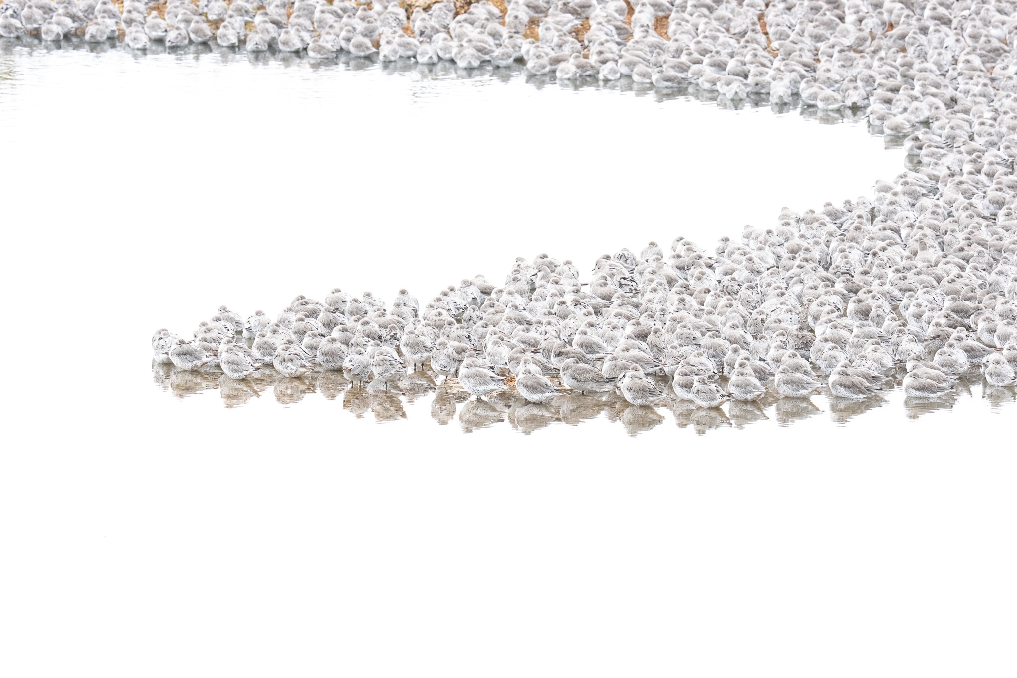 A dense flock draws a curved band of small bird shapes around an open white centre.