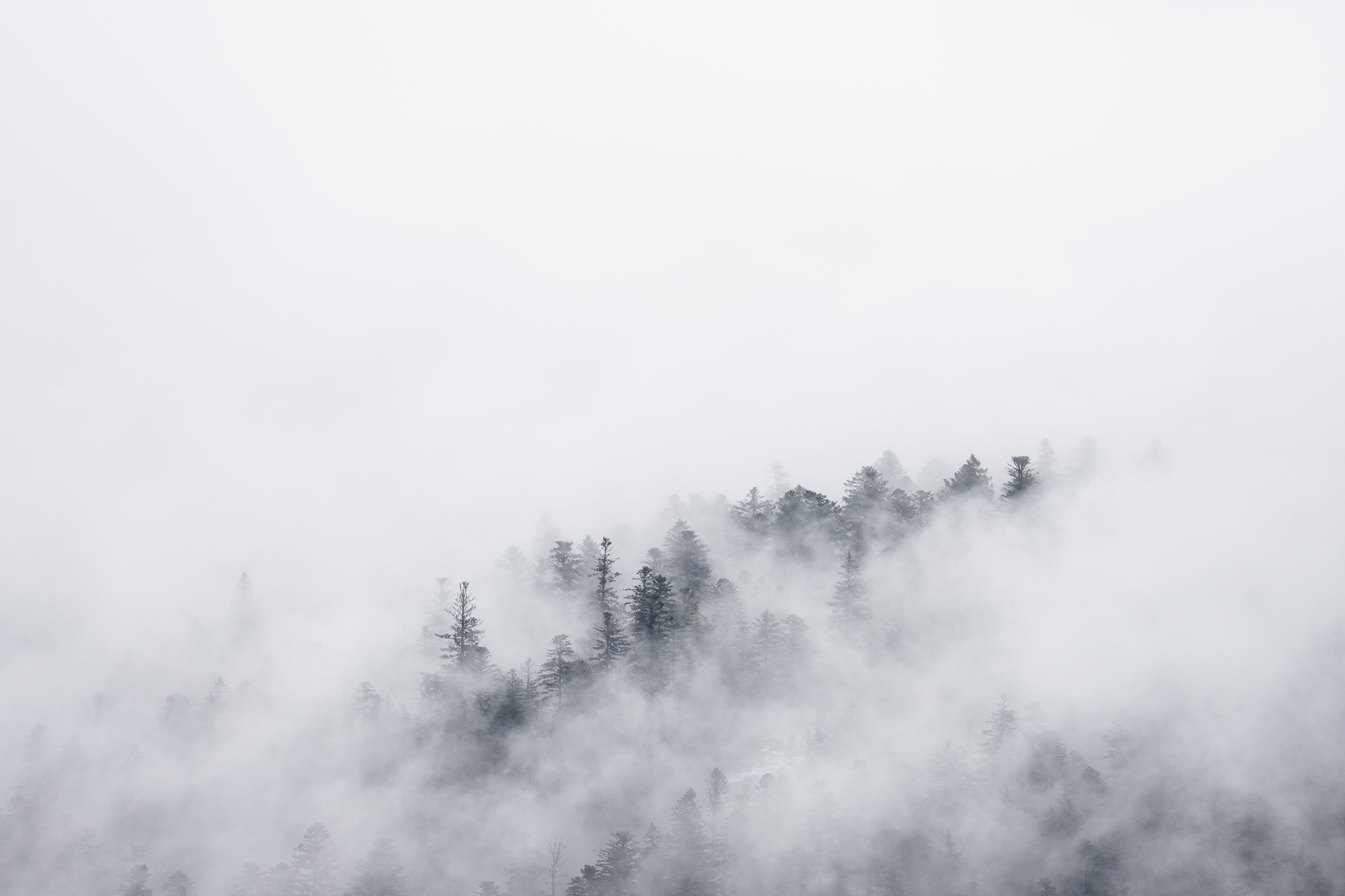 Dark treetops appear through layers of pale mist.
