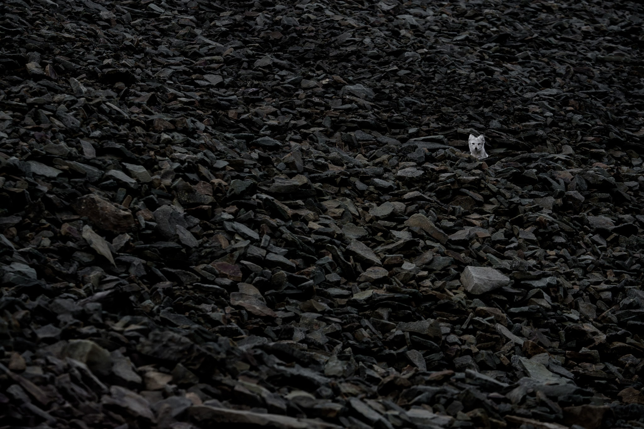 Fox Among Rocks: A pale arctic fox looking out from a dense field of dark angular rocks.