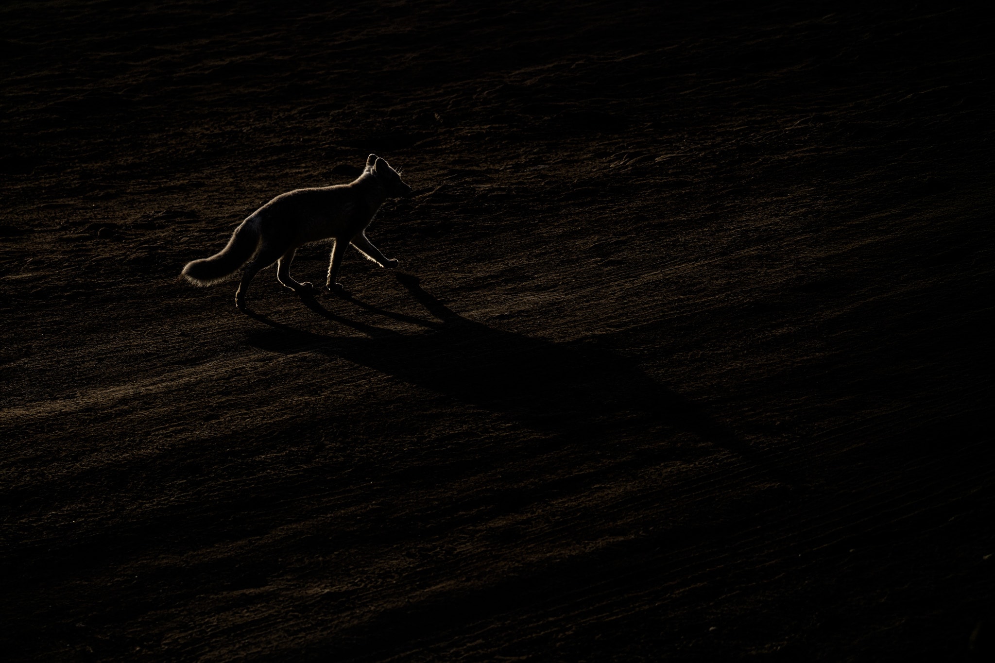 A fox crosses dark ground, its outline picked out by a narrow rim of light.