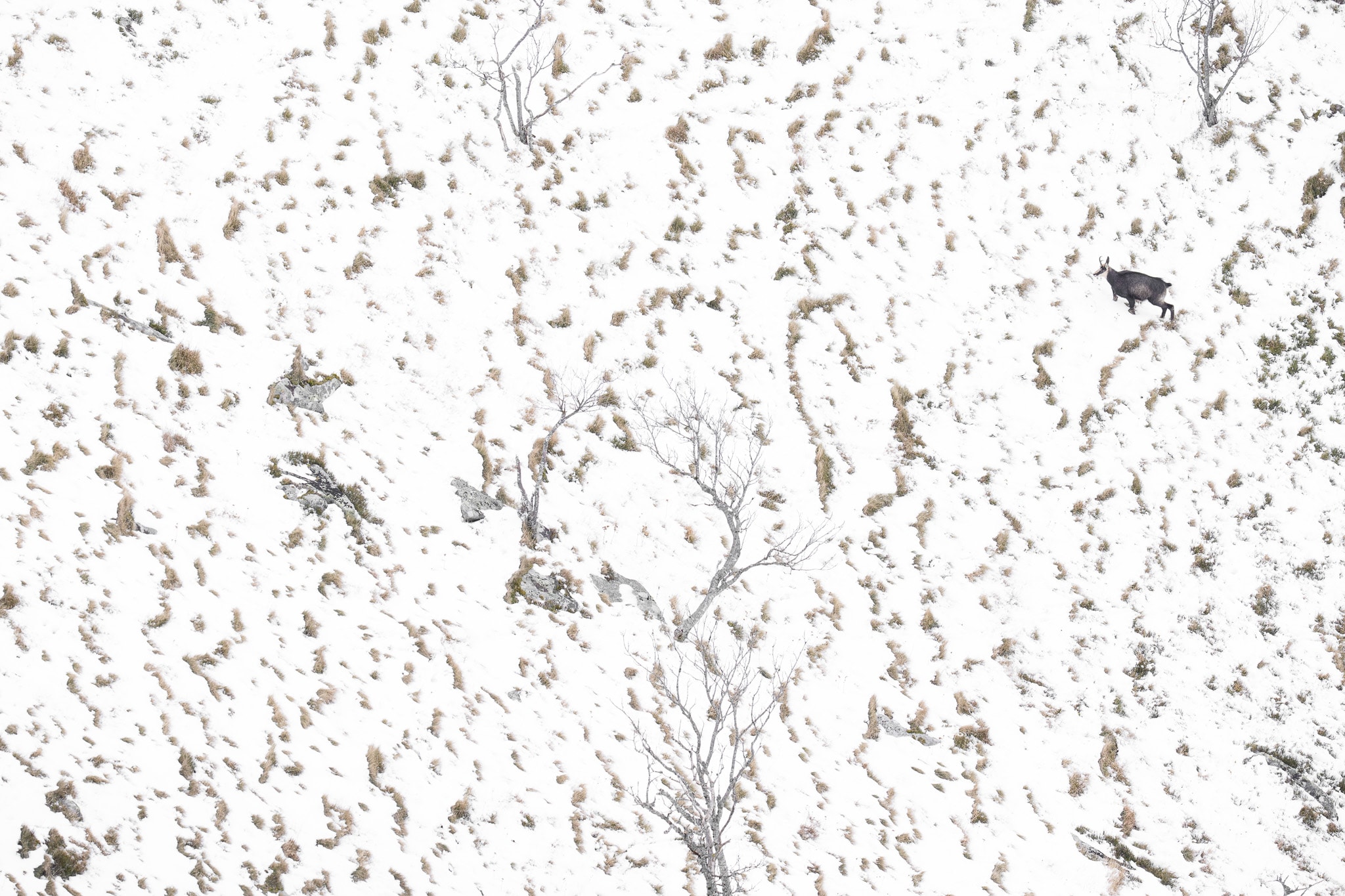 A small chamois moves across a snowy slope patterned with grasses and bare trees.