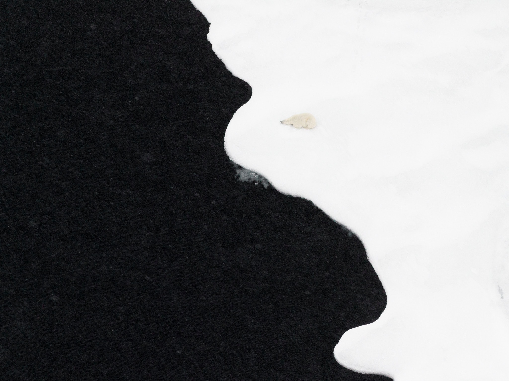 A resting polar bear lies on white snow beside the curved edge of dark ground.