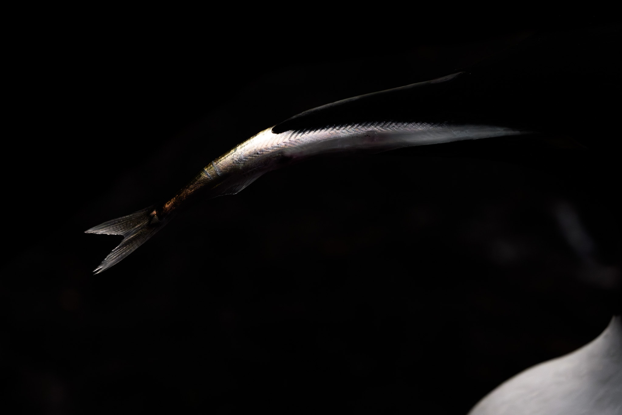 A guillemot’s bill and the silver fish it carries catch the light against deep black.
