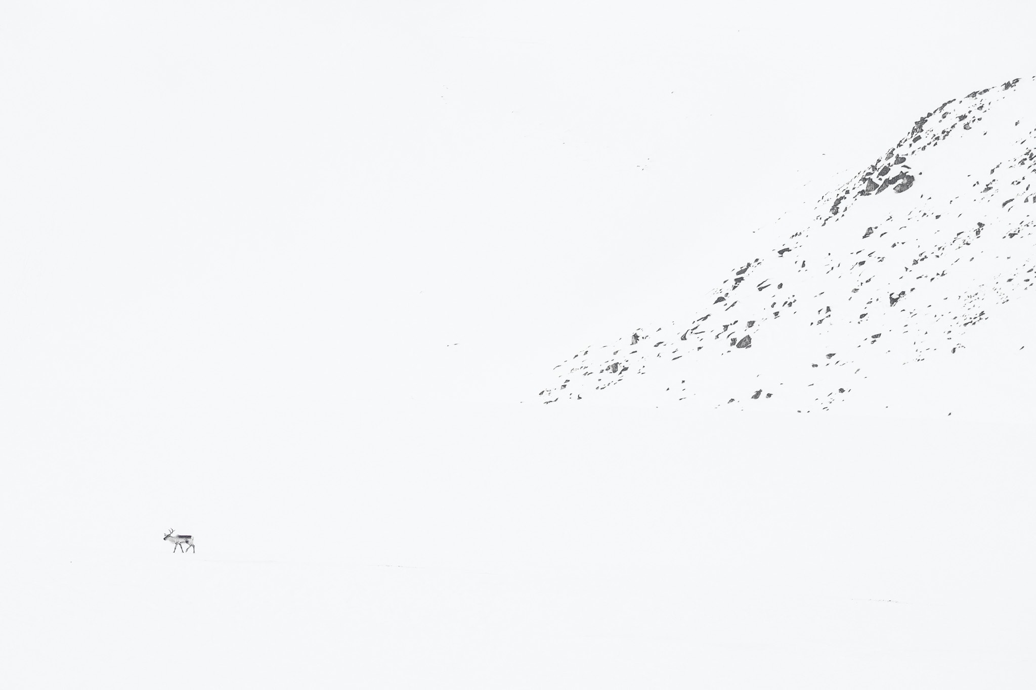 A small animal crosses a vast white slope below a delicate diagonal band of rocks.