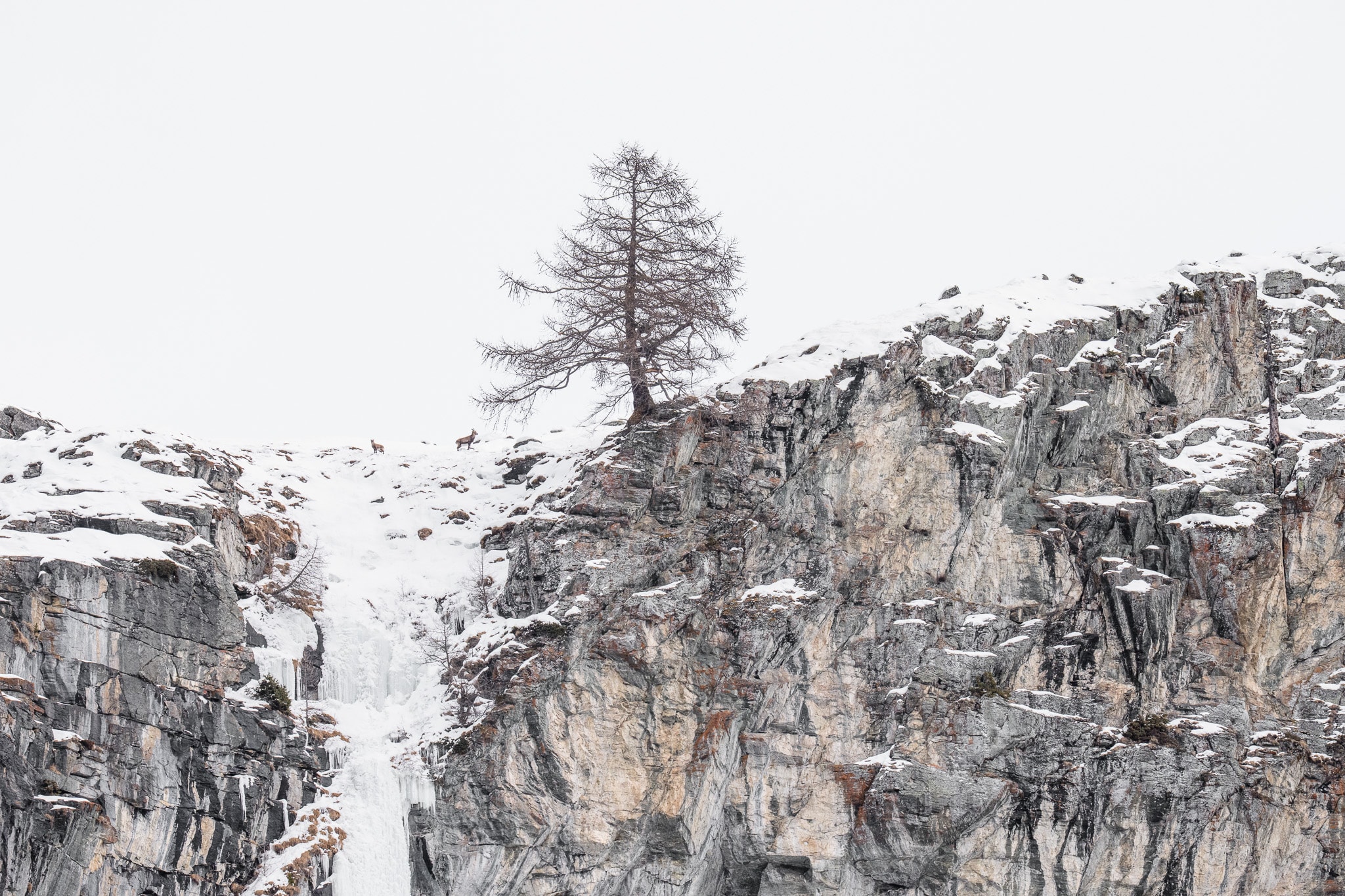 Two small animals follow a snowy ridge beside a lone tree and a frozen waterfall.