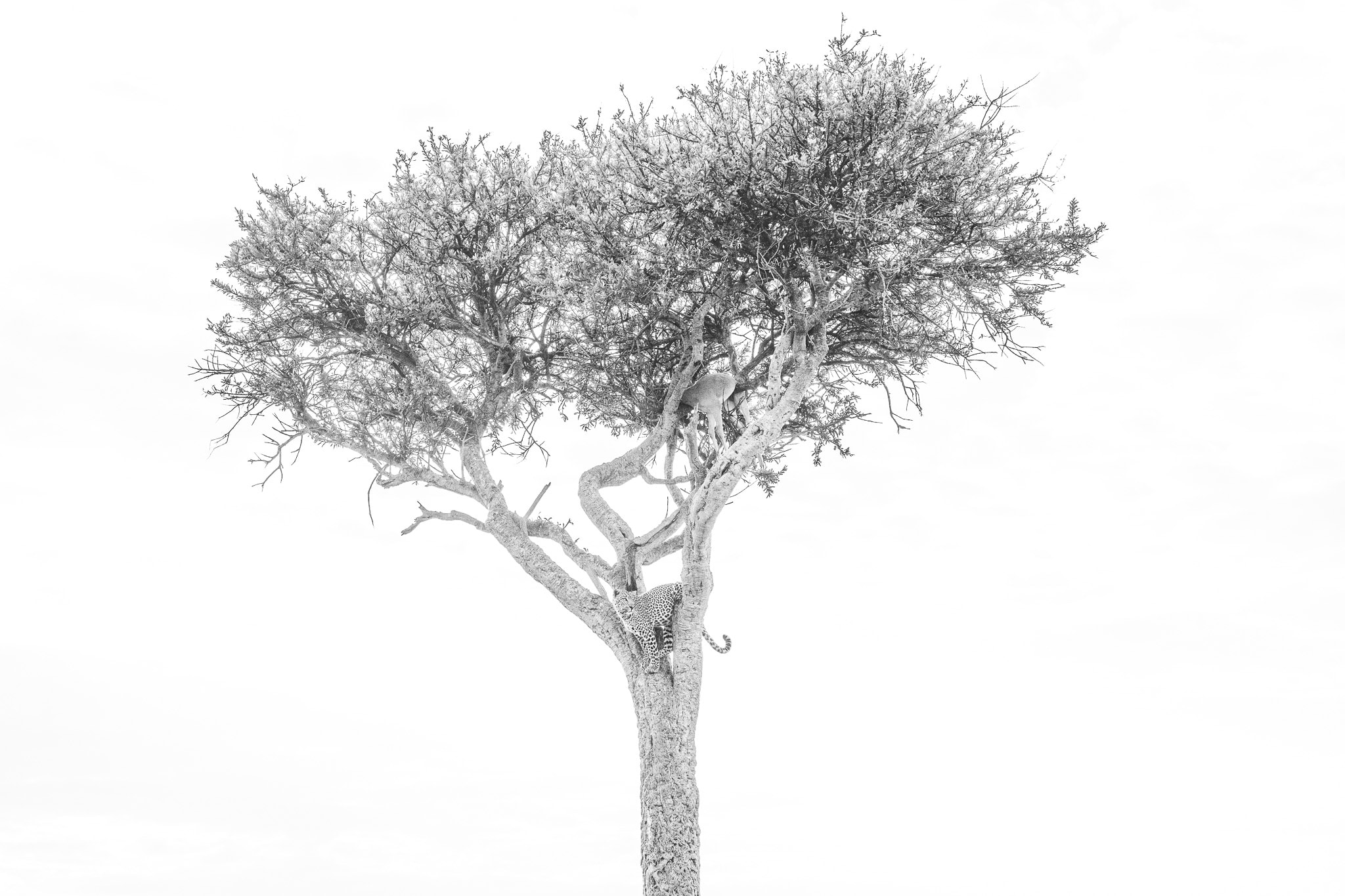 A lone tree becomes a delicate network of branches against a pale background.
