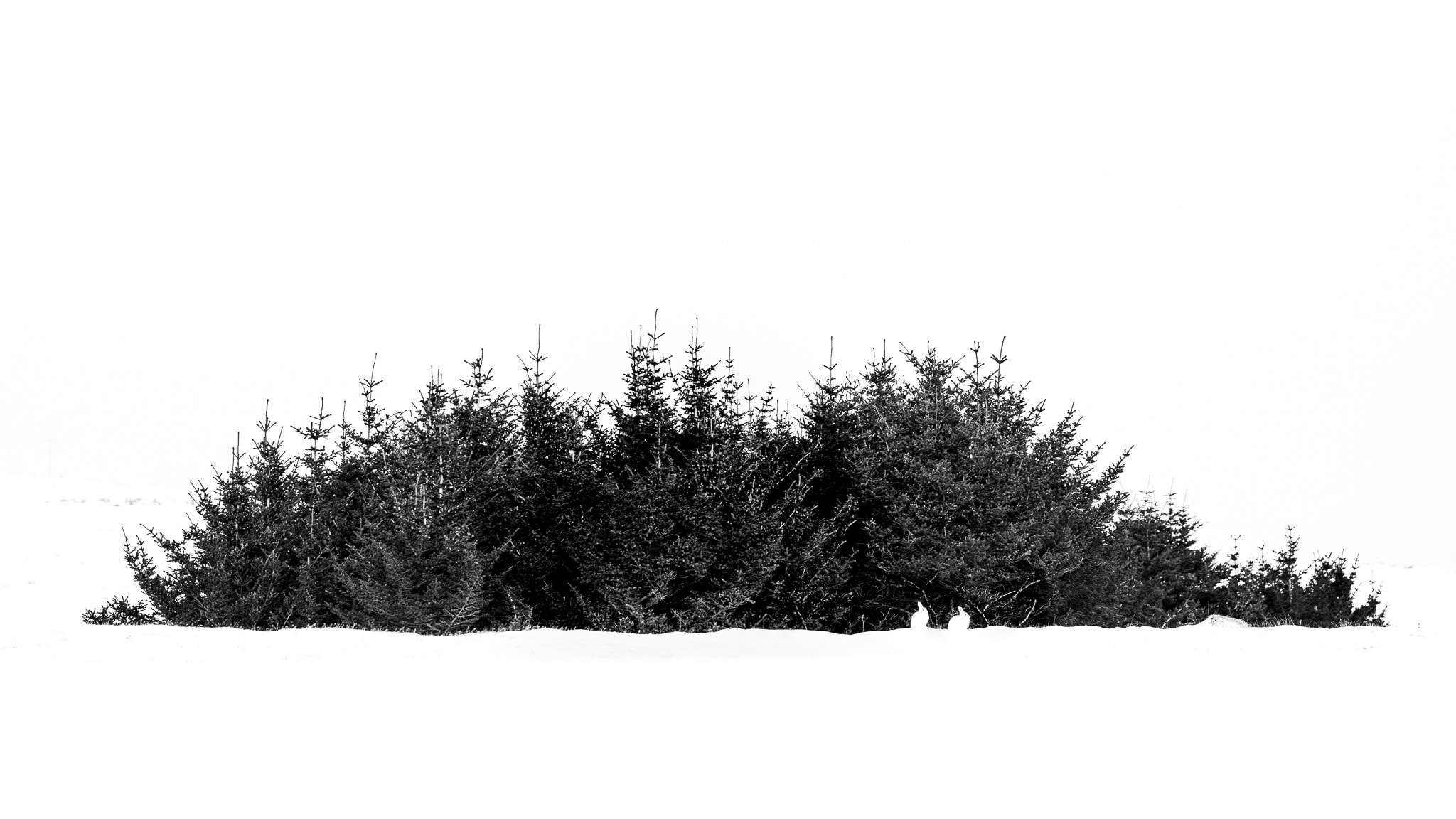 Two white hares sit at the edge of a dark pine grove in an open snowy landscape.
