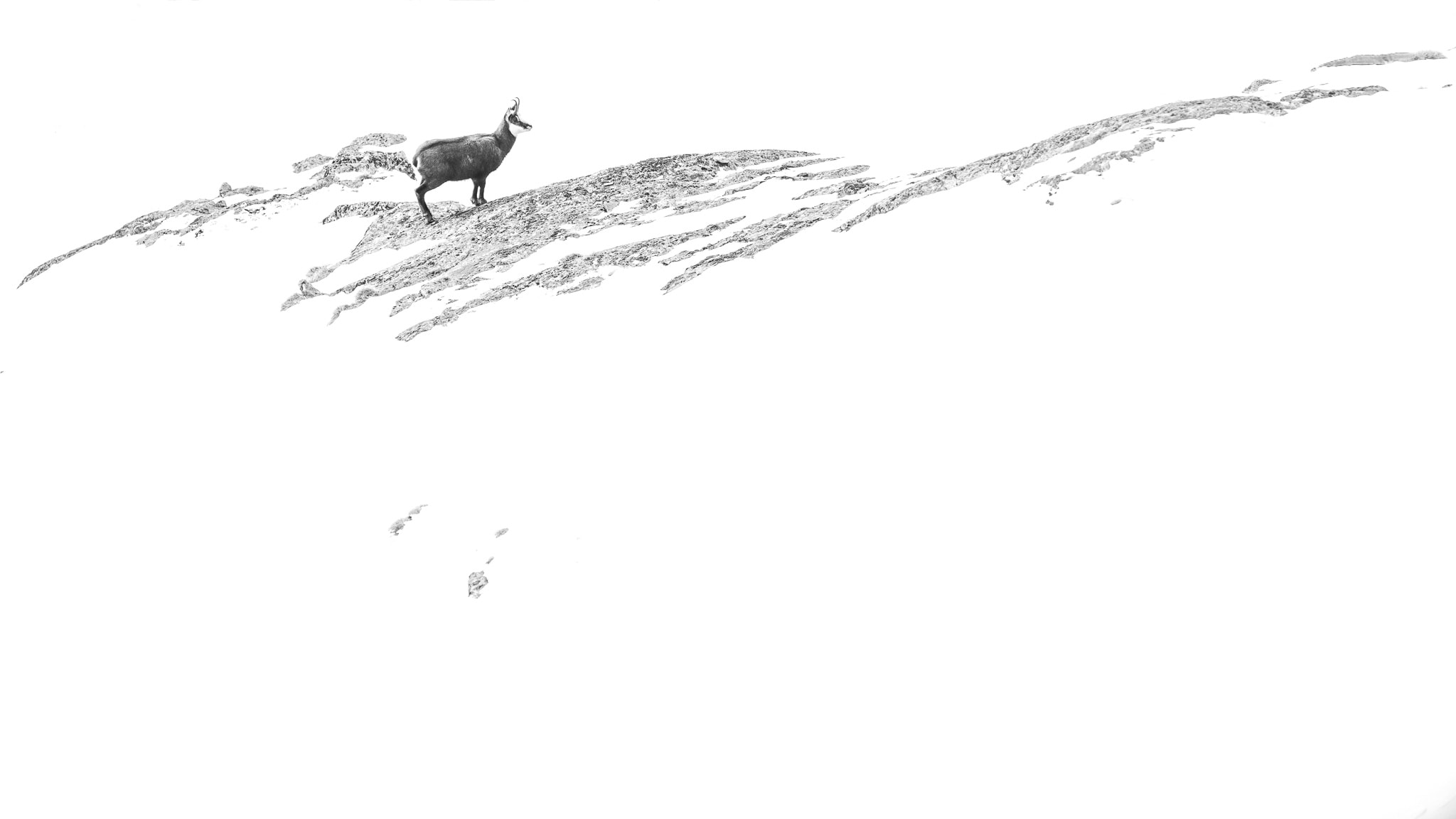 A lone animal stands on a narrow rocky ridge surrounded by white snow.