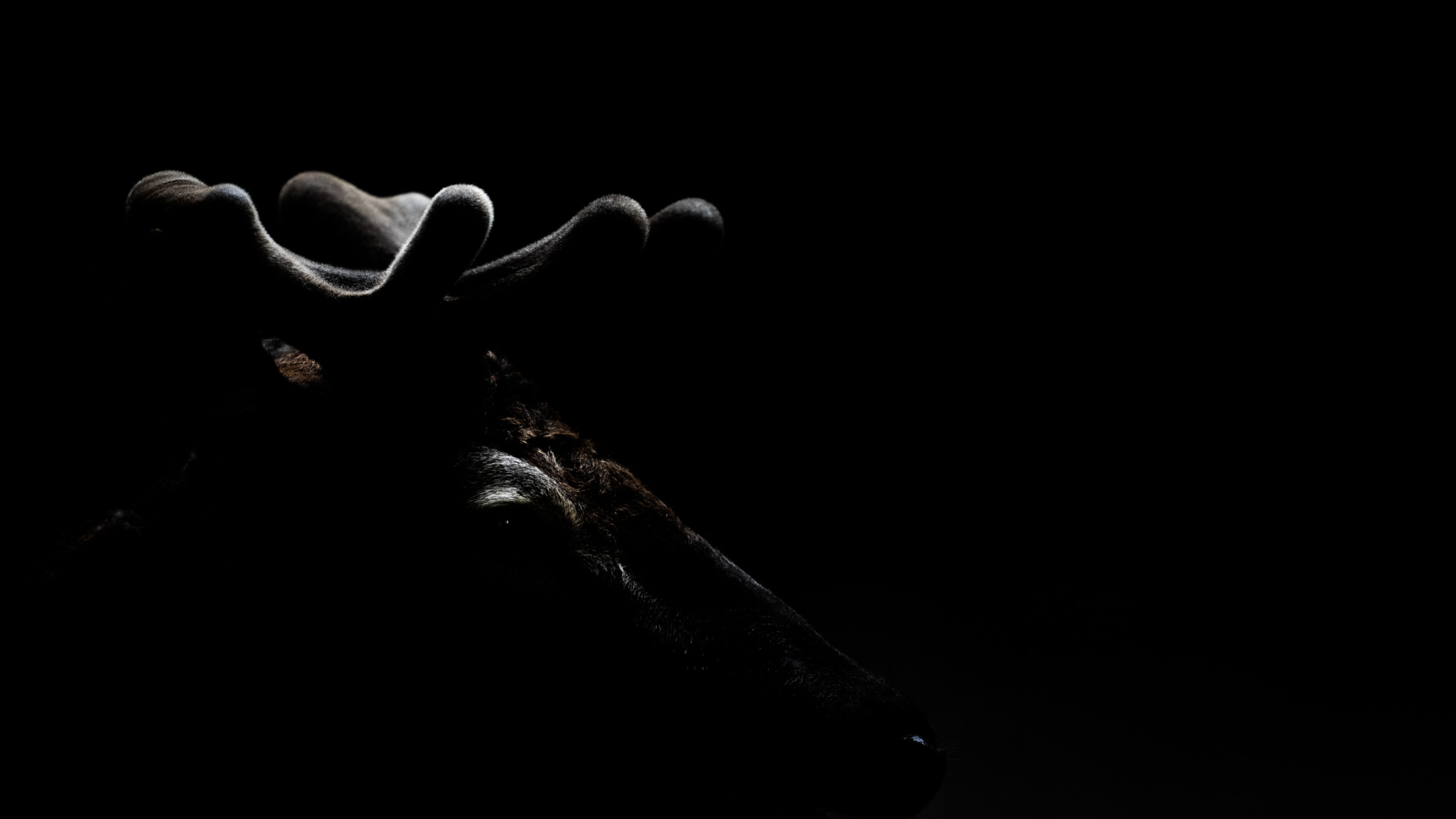 A red deer emerging from deep shadow.
