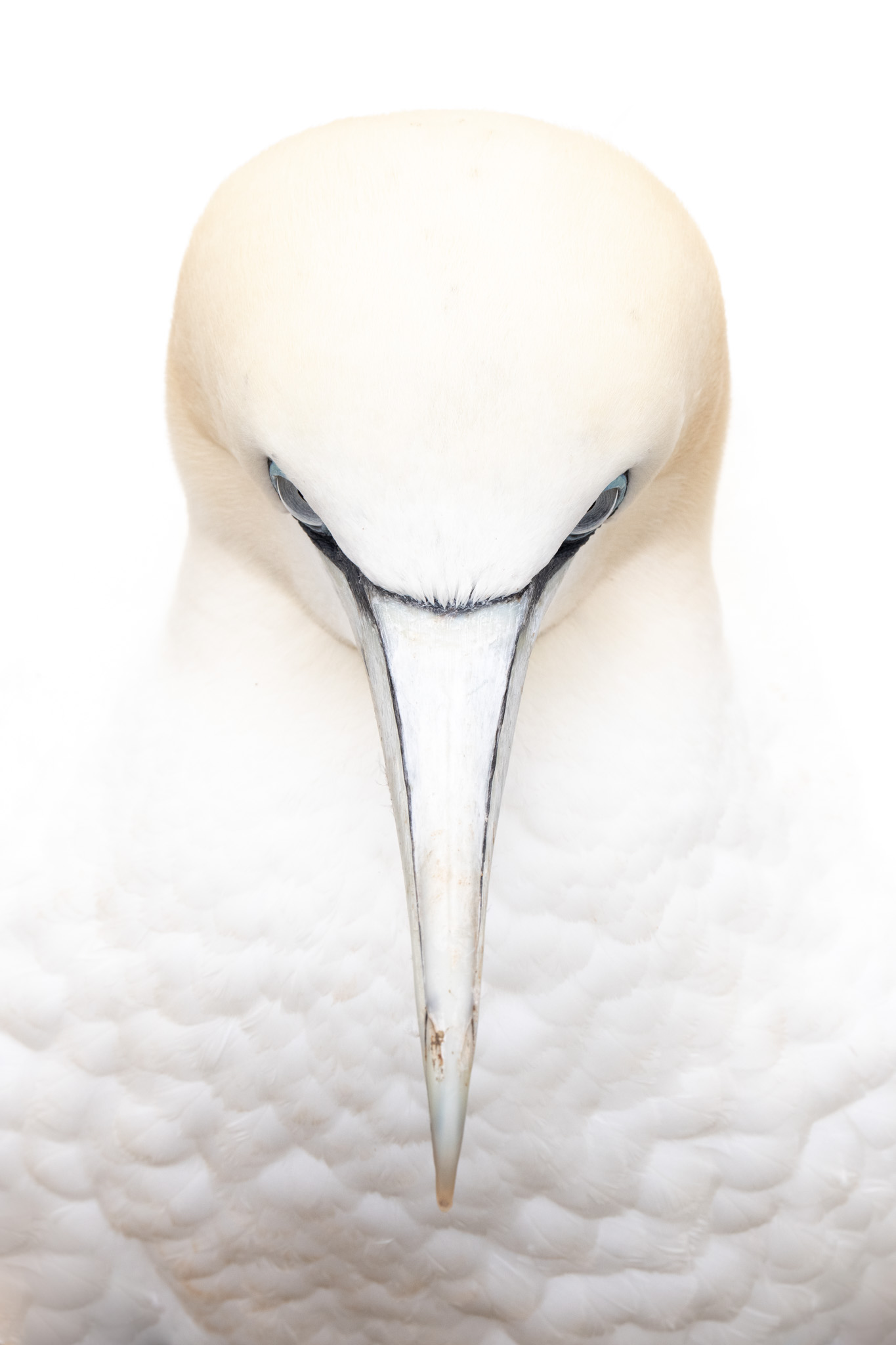 A small bird facing the camera in a high-key portrait.