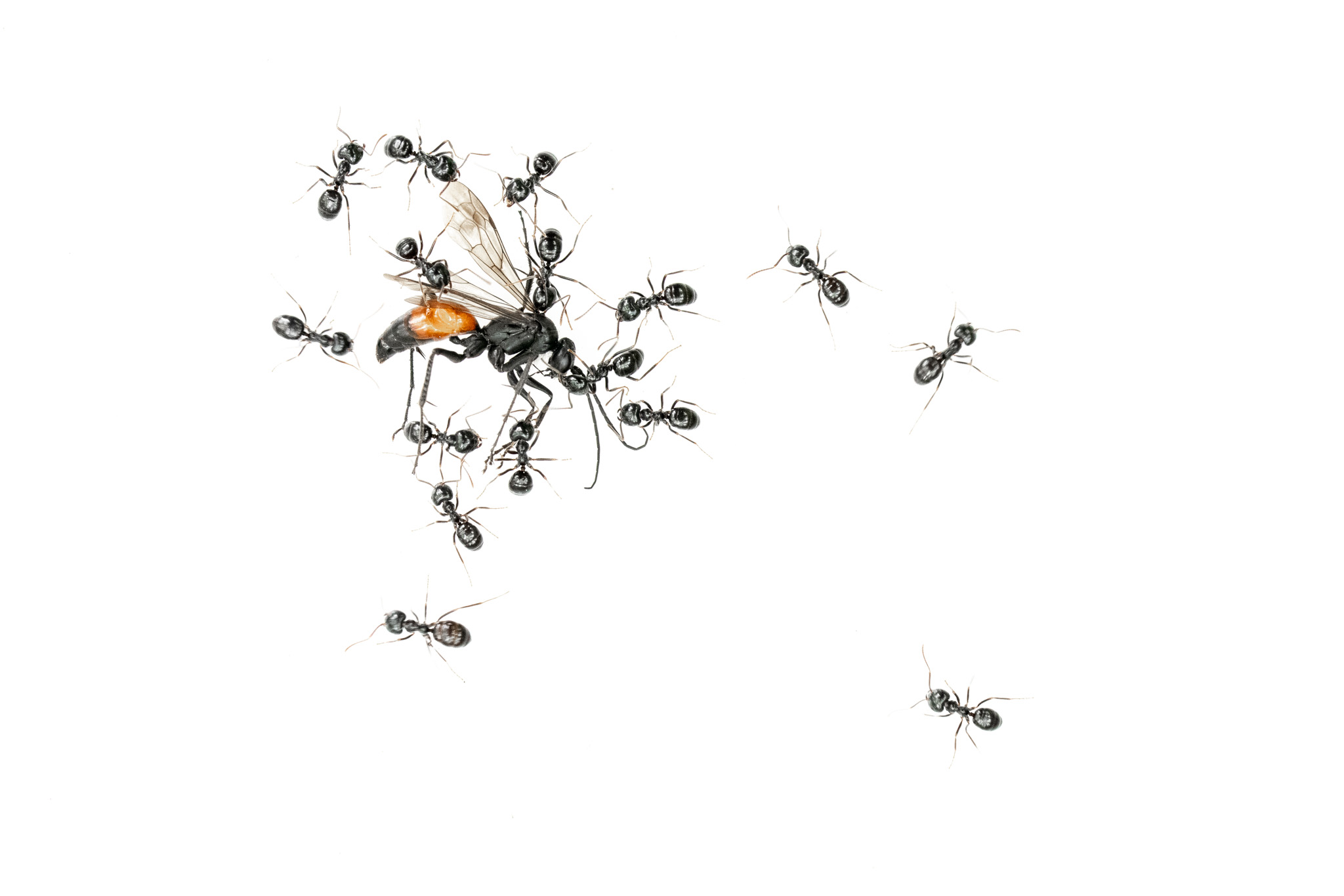Ants working together to carry an insect across white.