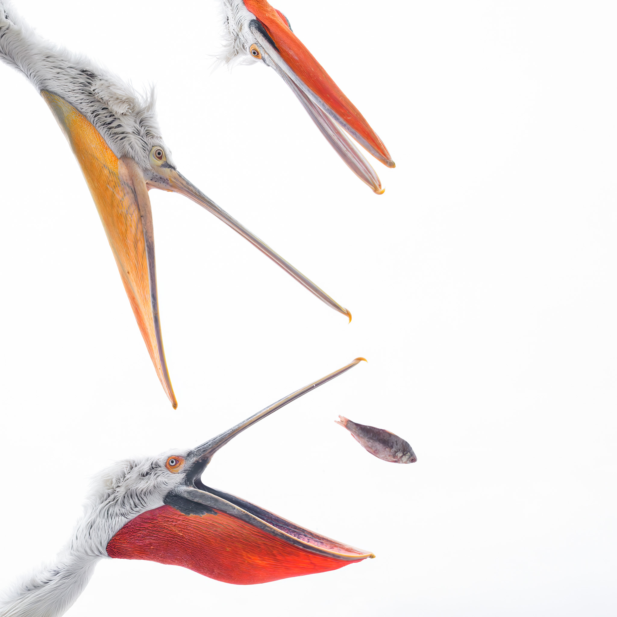 Three pelicans reaching for a single fish.