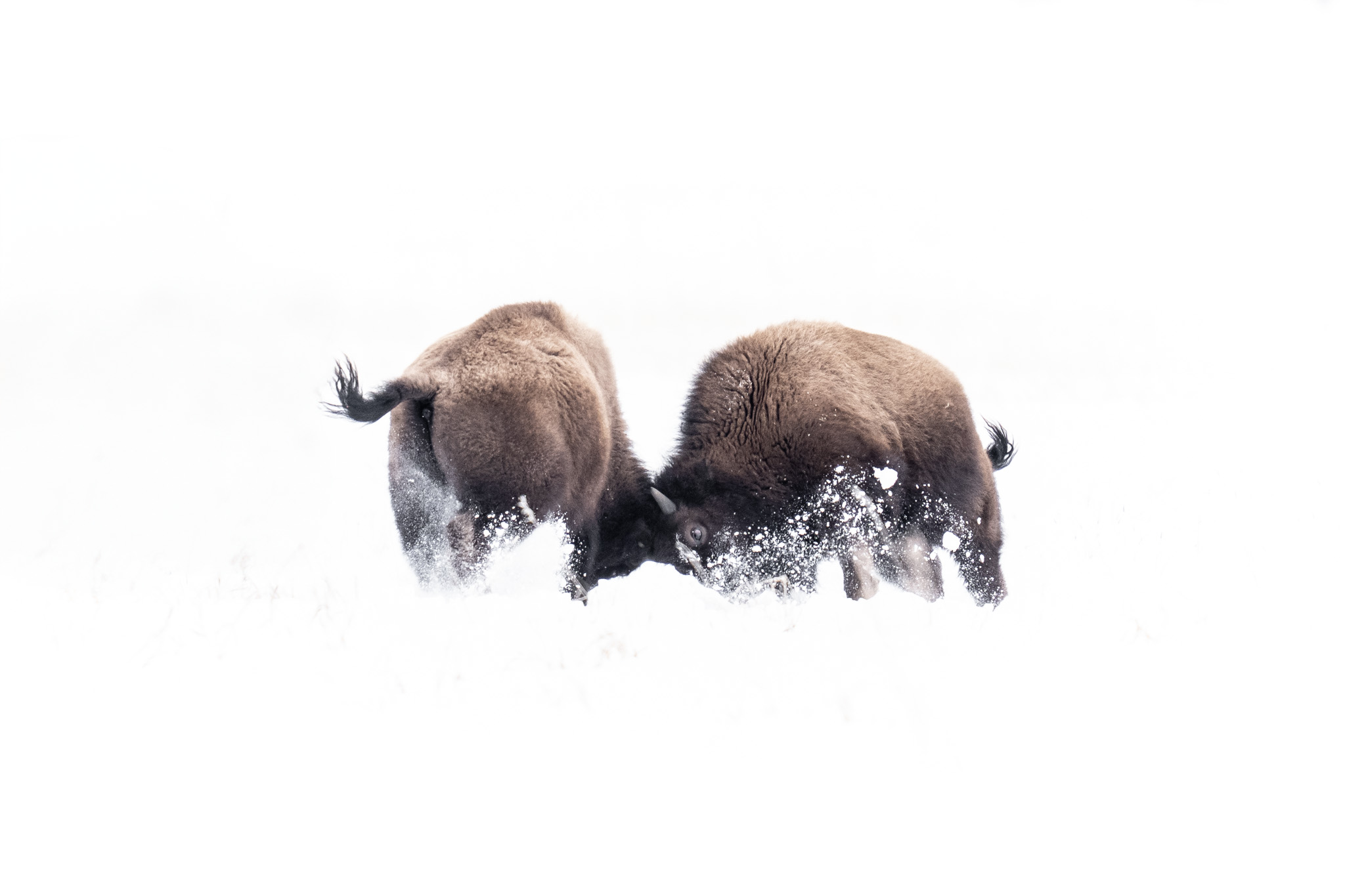 Two bison meeting in a white winter landscape.