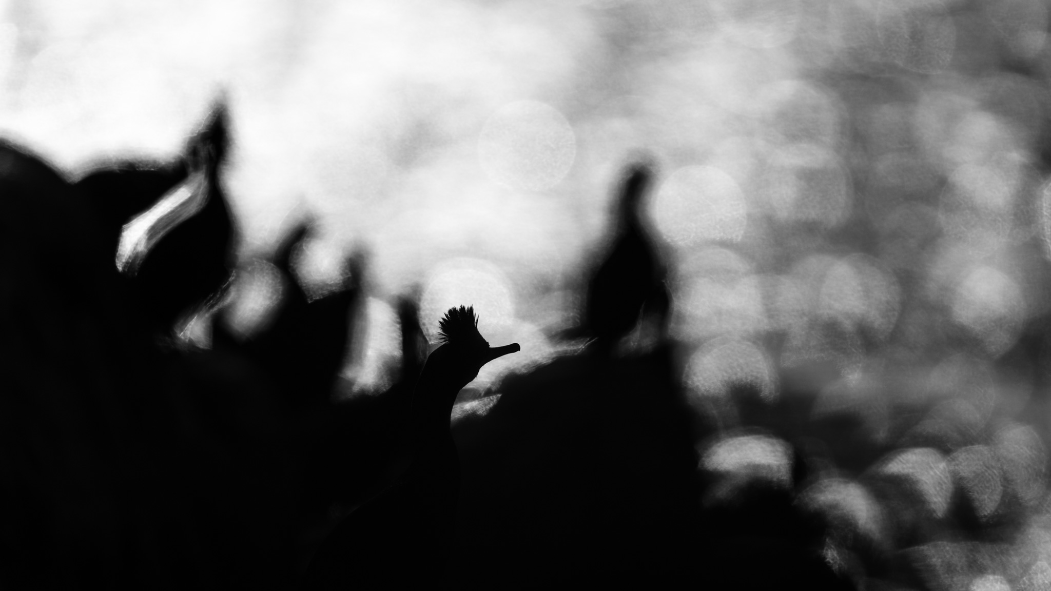 A solitary crested cormorant set against blurred silhouettes.