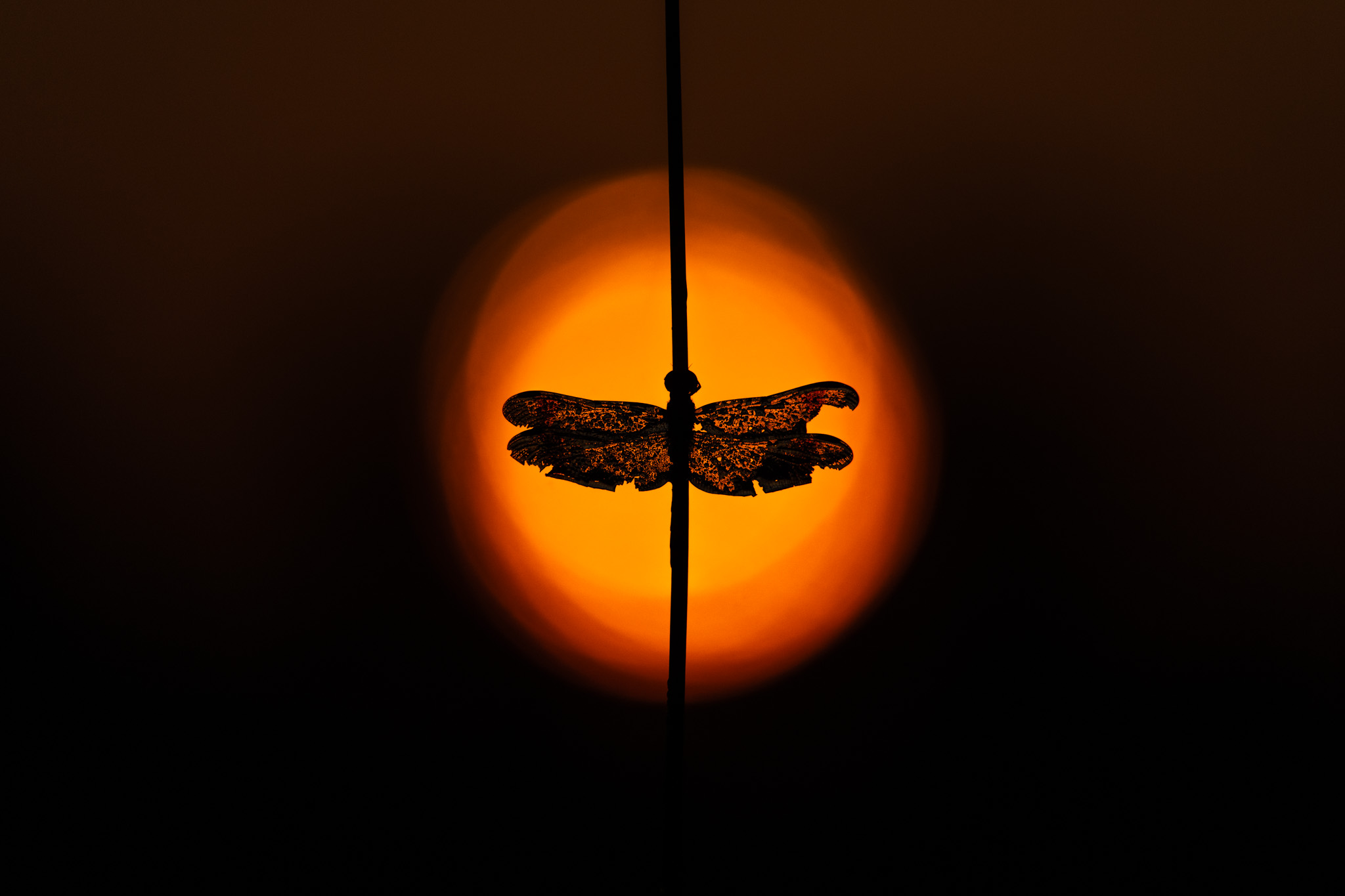 Dawn Dragonfly, a dragonfly with worn, damaged wings silhouetted against an orange sunrise.