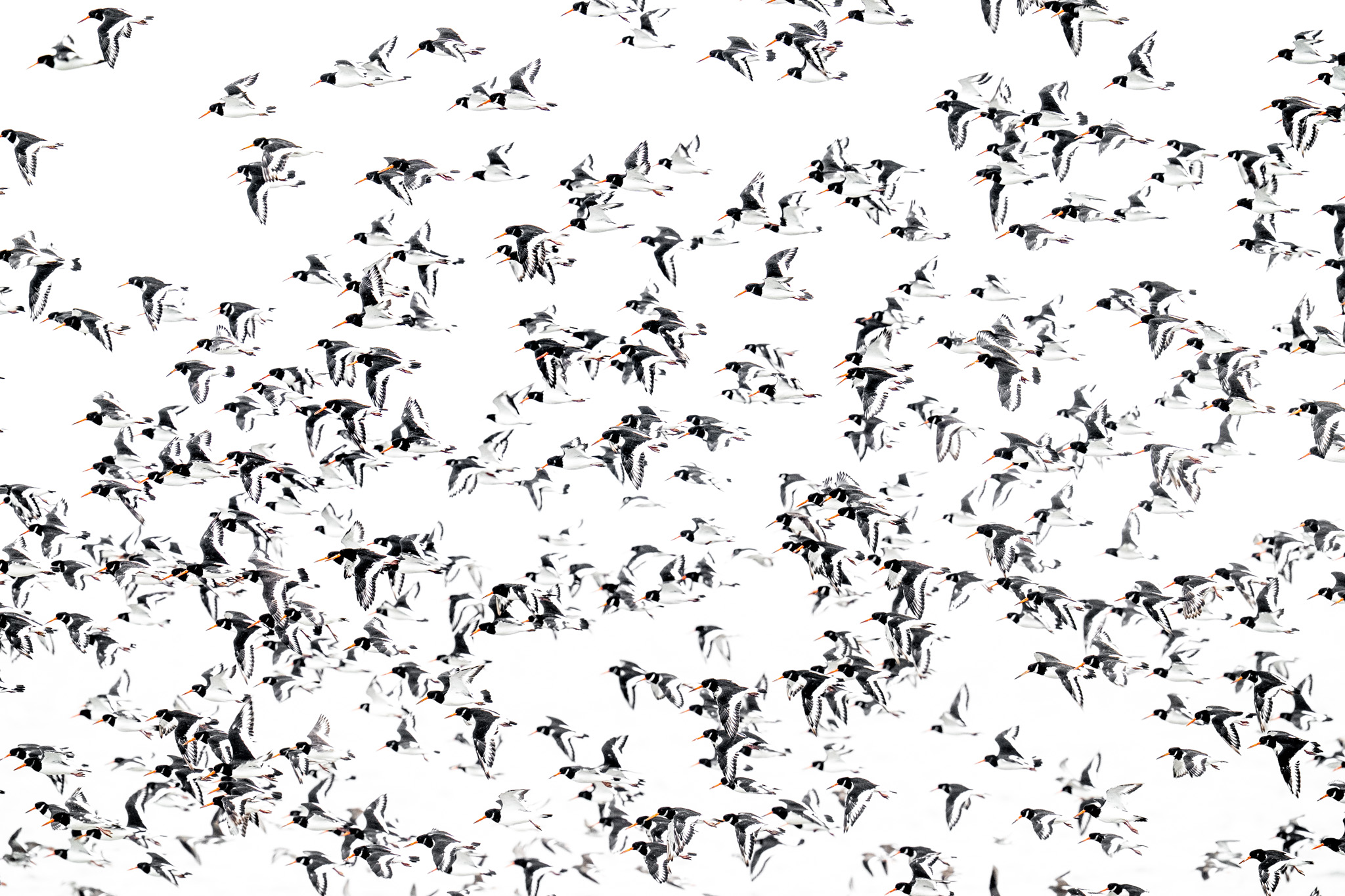 A flock of birds forming an Escher-like pattern.