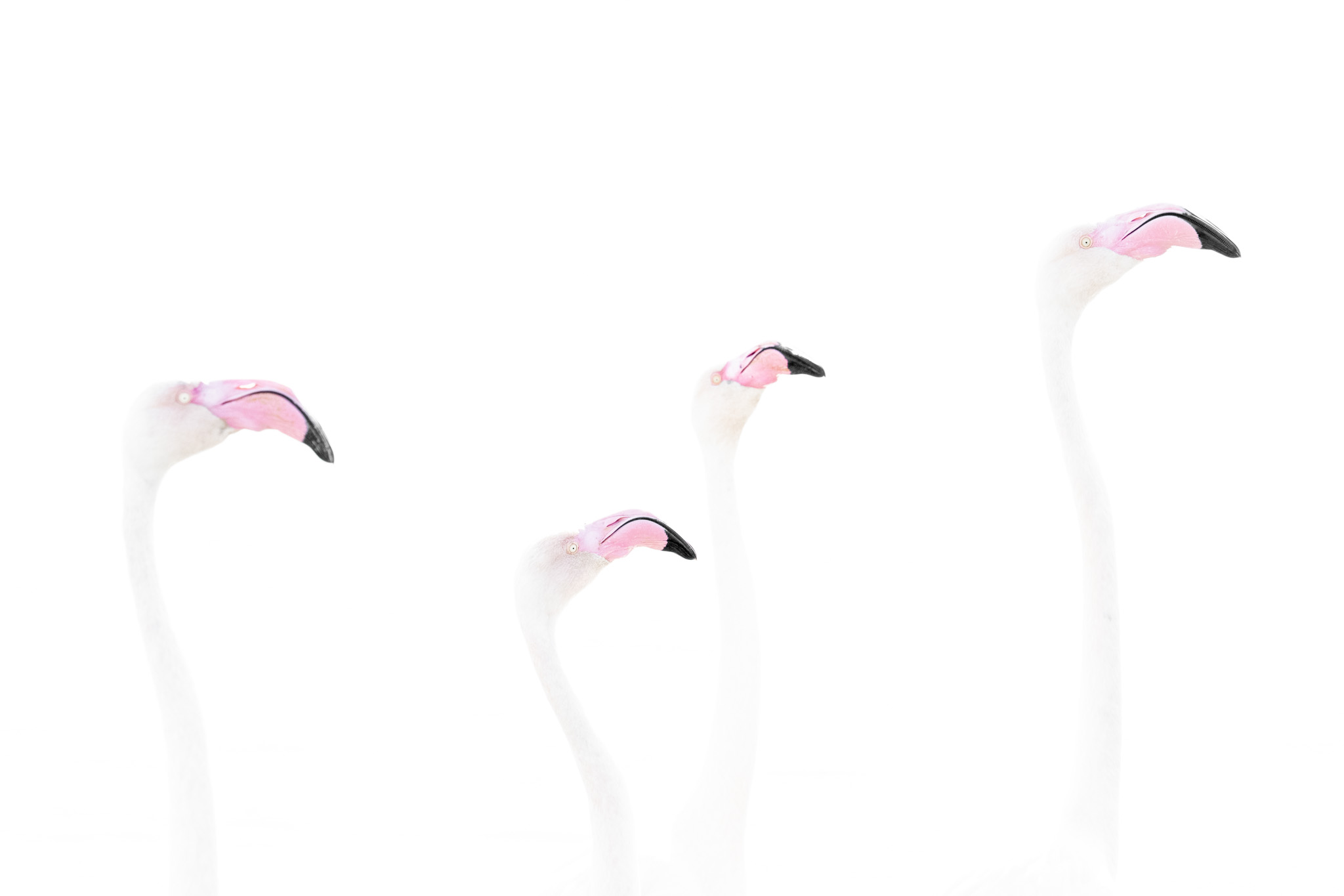 Four flamingos gathered in a high-key landscape.