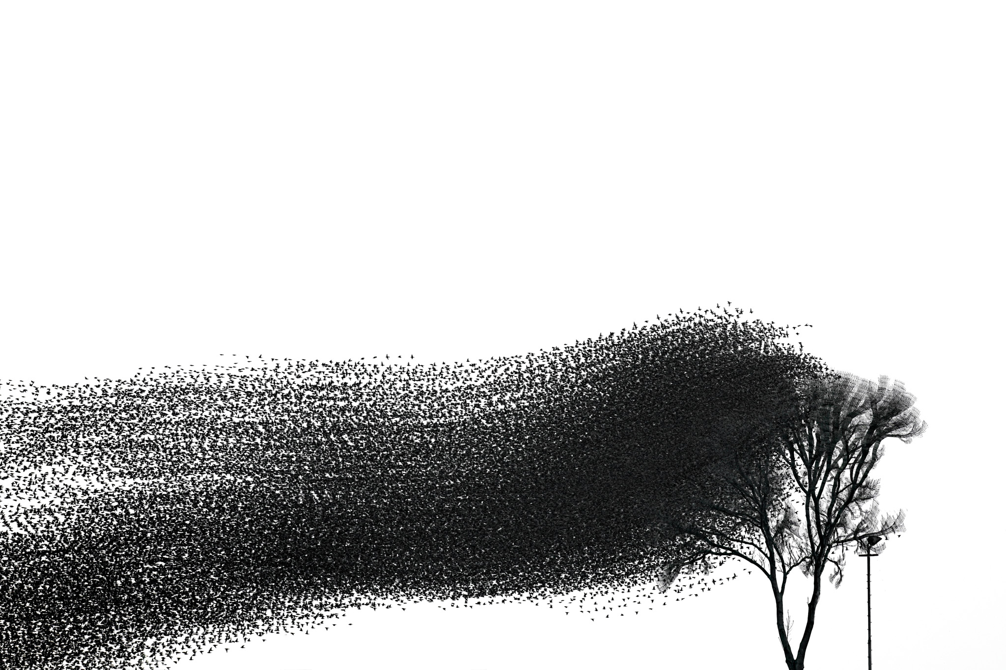 A murmuration flowing around a tree and lamppost.