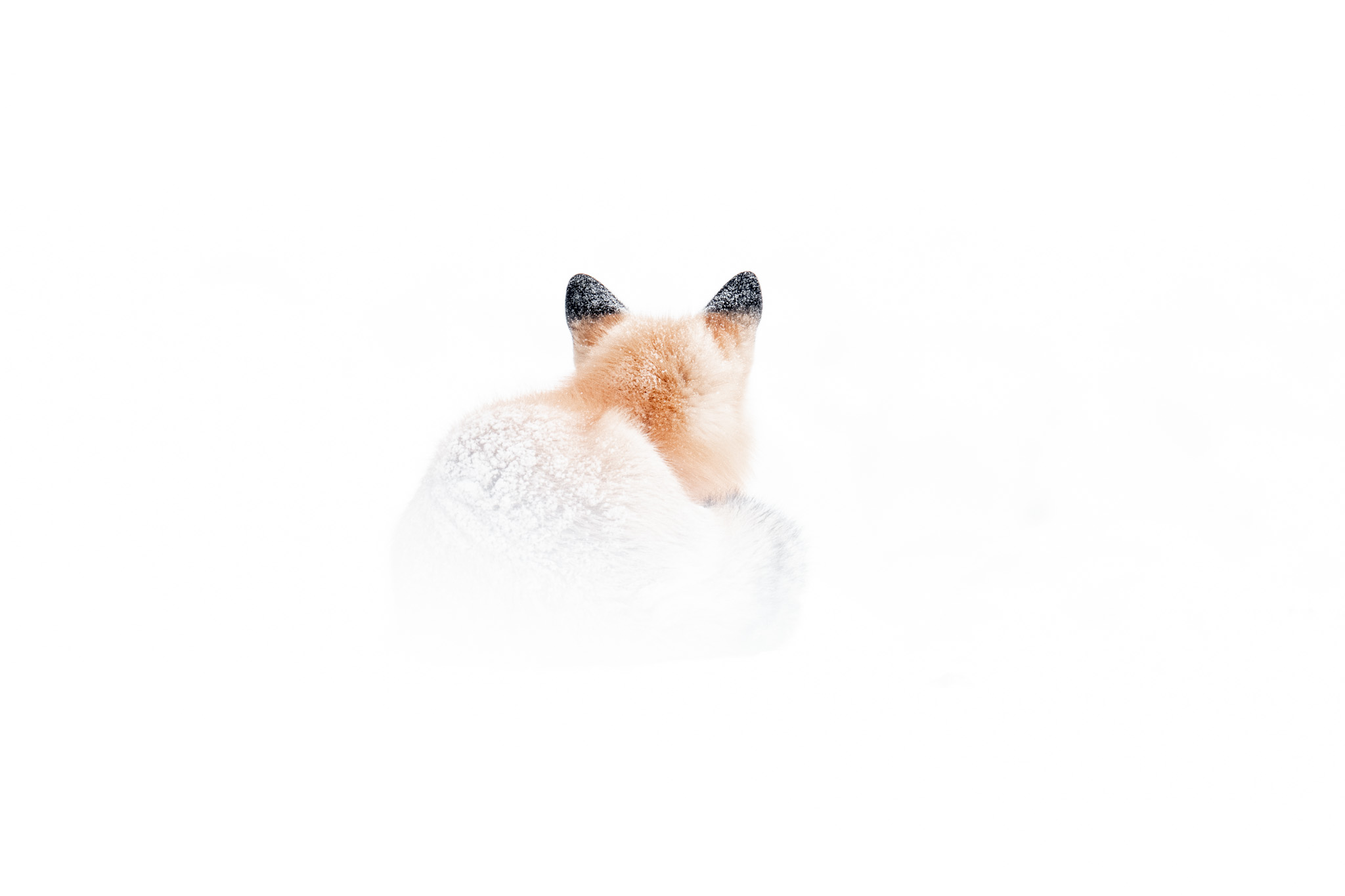 An arctic fox turns away into an almost unbroken white field of snow.