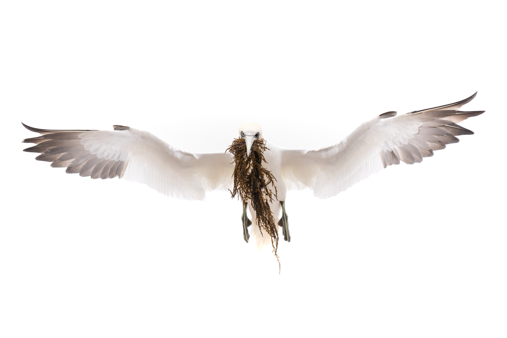A northern gannet arriving with seaweed in its beak.