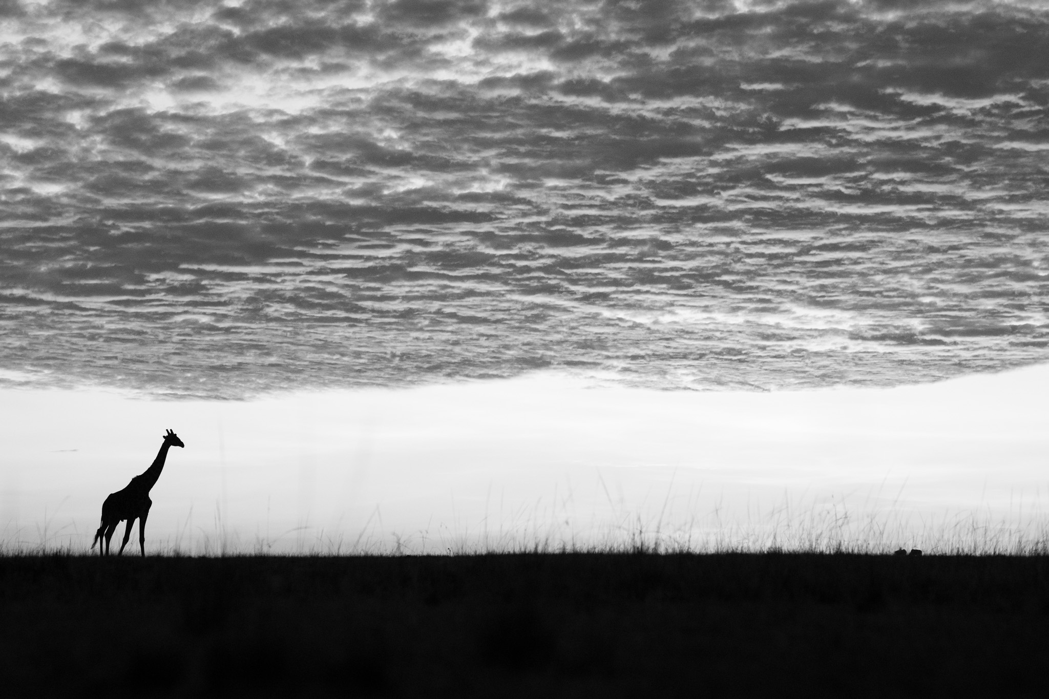 A lone giraffe held between earth and a dark sky.