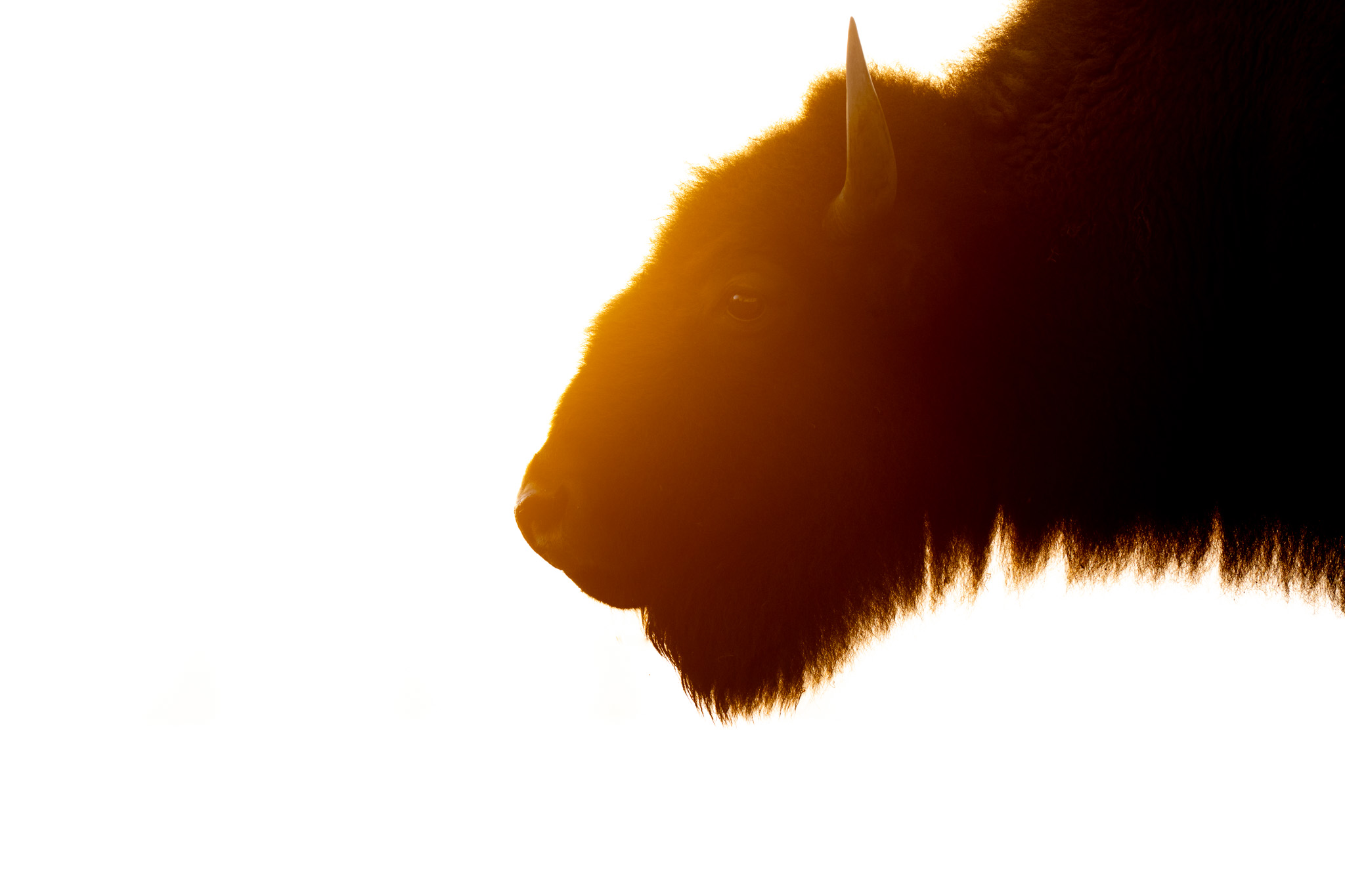 A bison held in warm backlight between white and shadow.