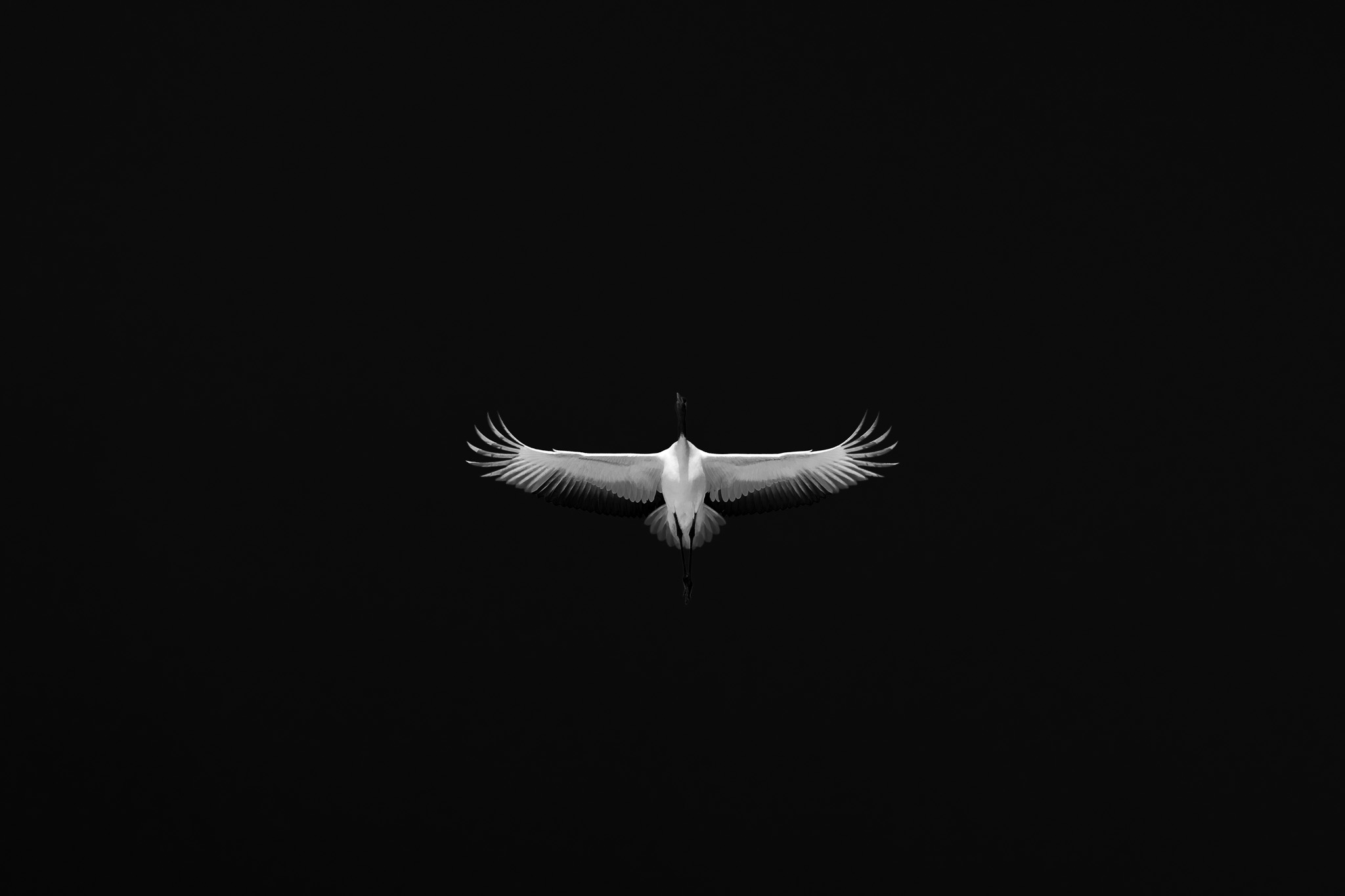 A Japanese crane in flight against a dark field.