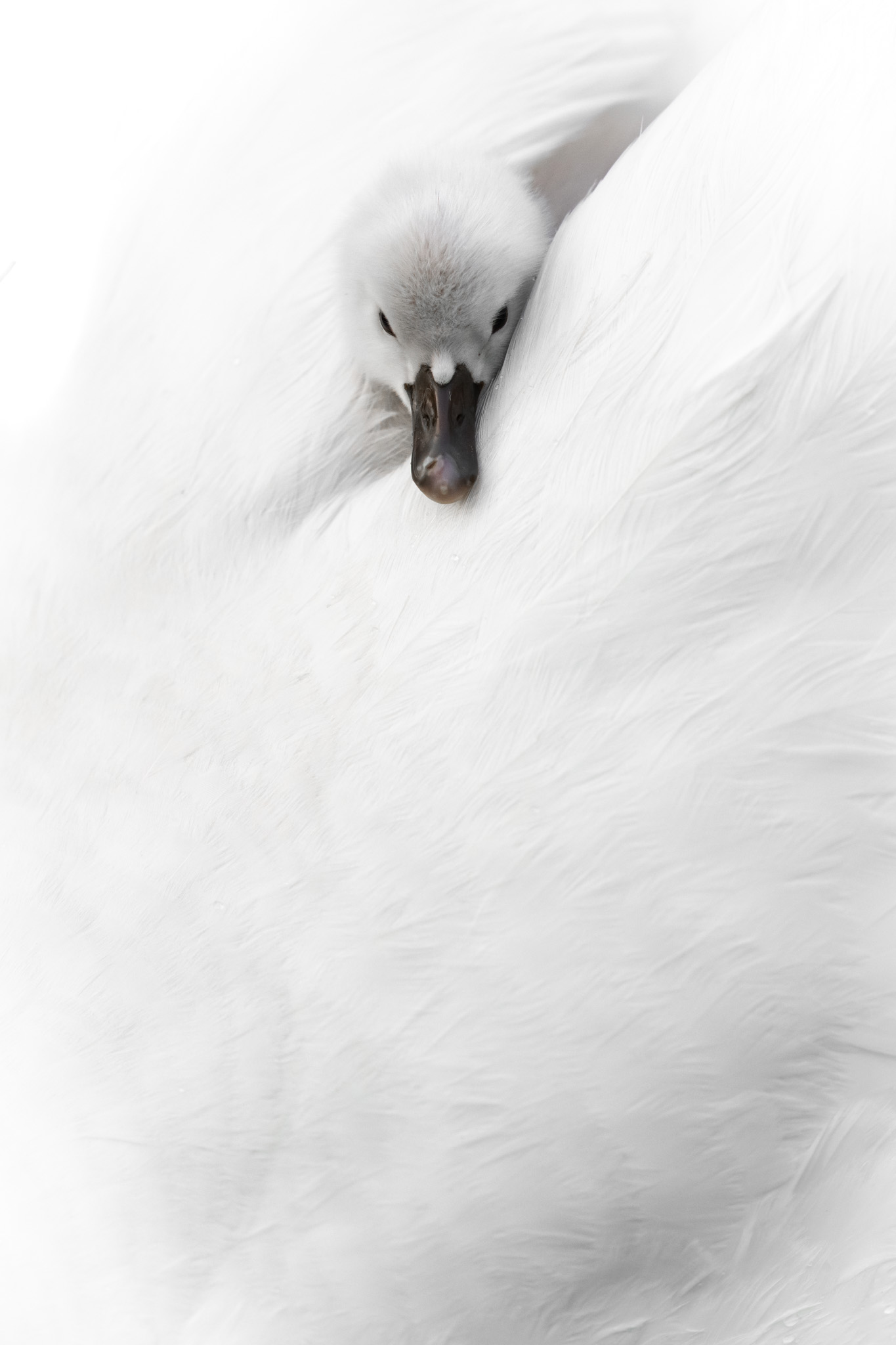 A swan chick looking through the feathers of an adult.