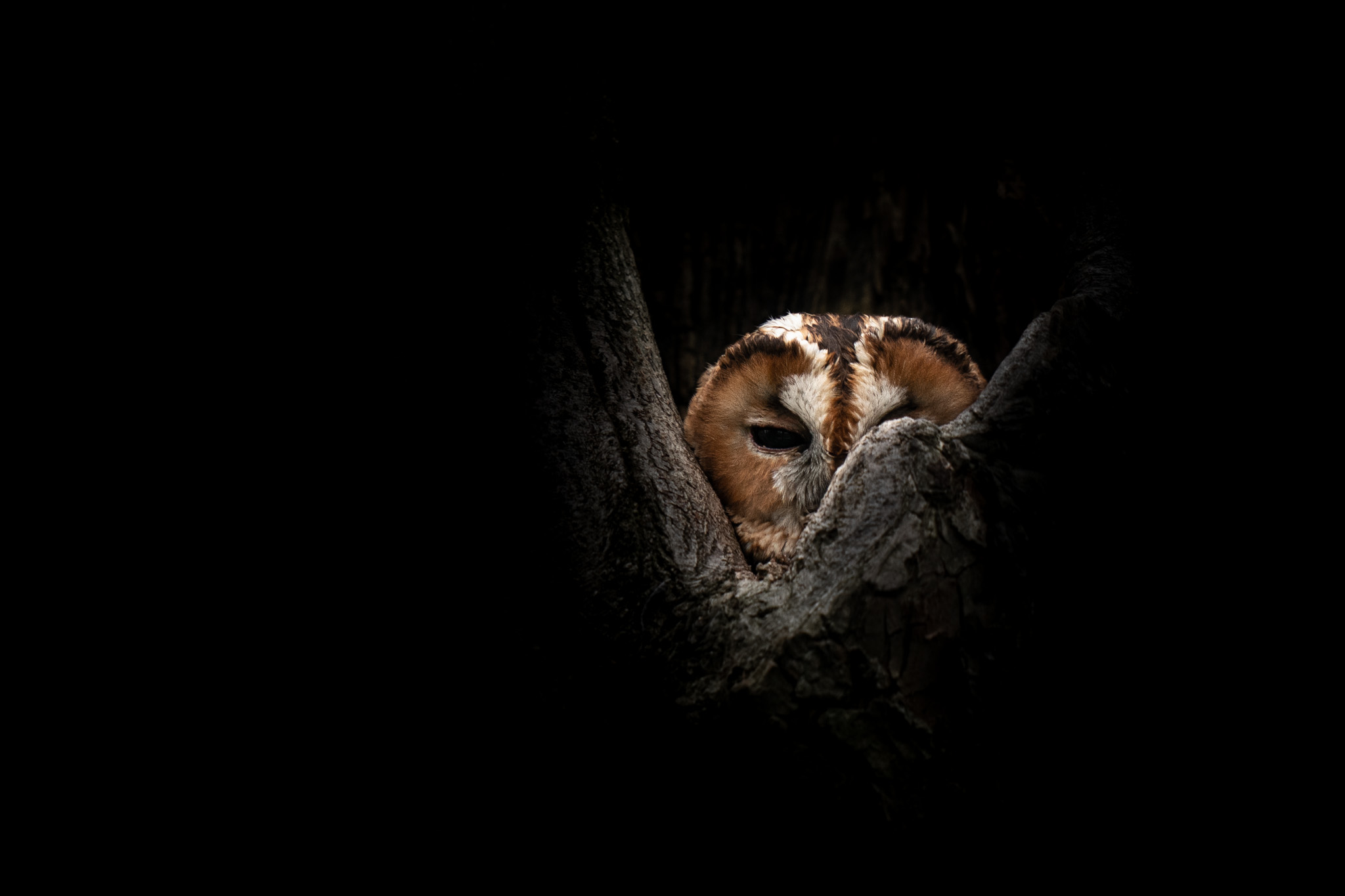A wild subject almost entirely absorbed by darkness.