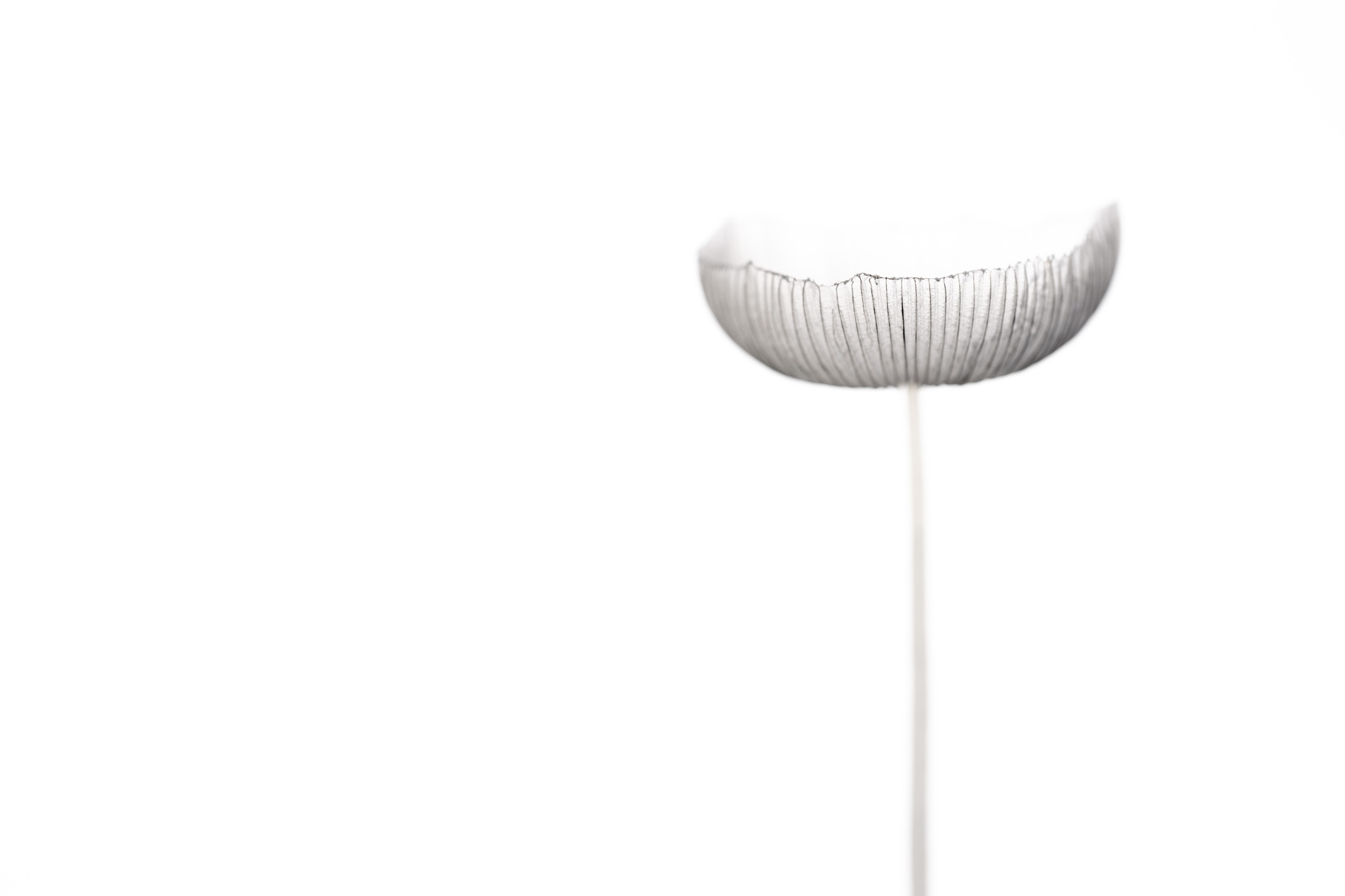 A translucent mushroom reduced to a delicate grey line in a broad white field.