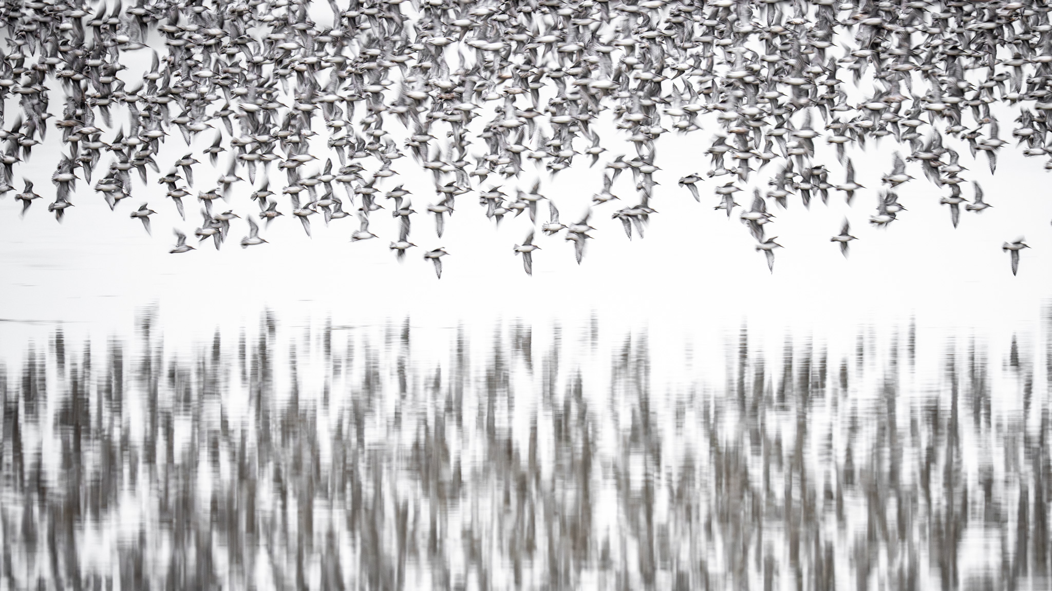 Red knots fly low above water, their reflections becoming long vertical marks.