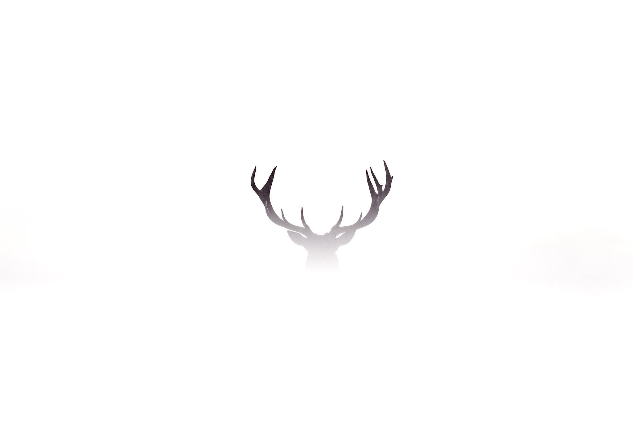 The antlers of a deer emerge from pale grass against a nearly white background.