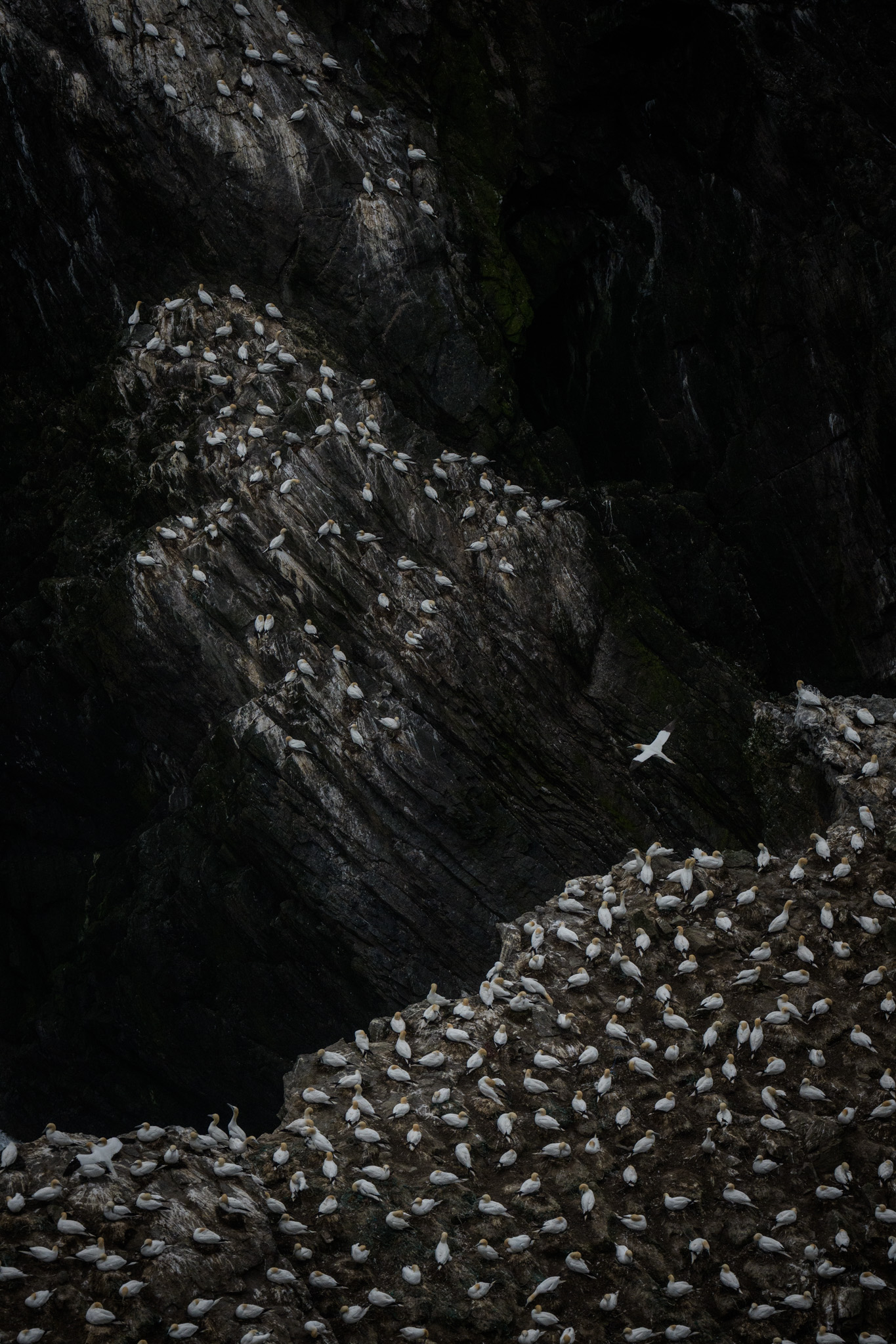 Northern gannets gathered across a dark colony.