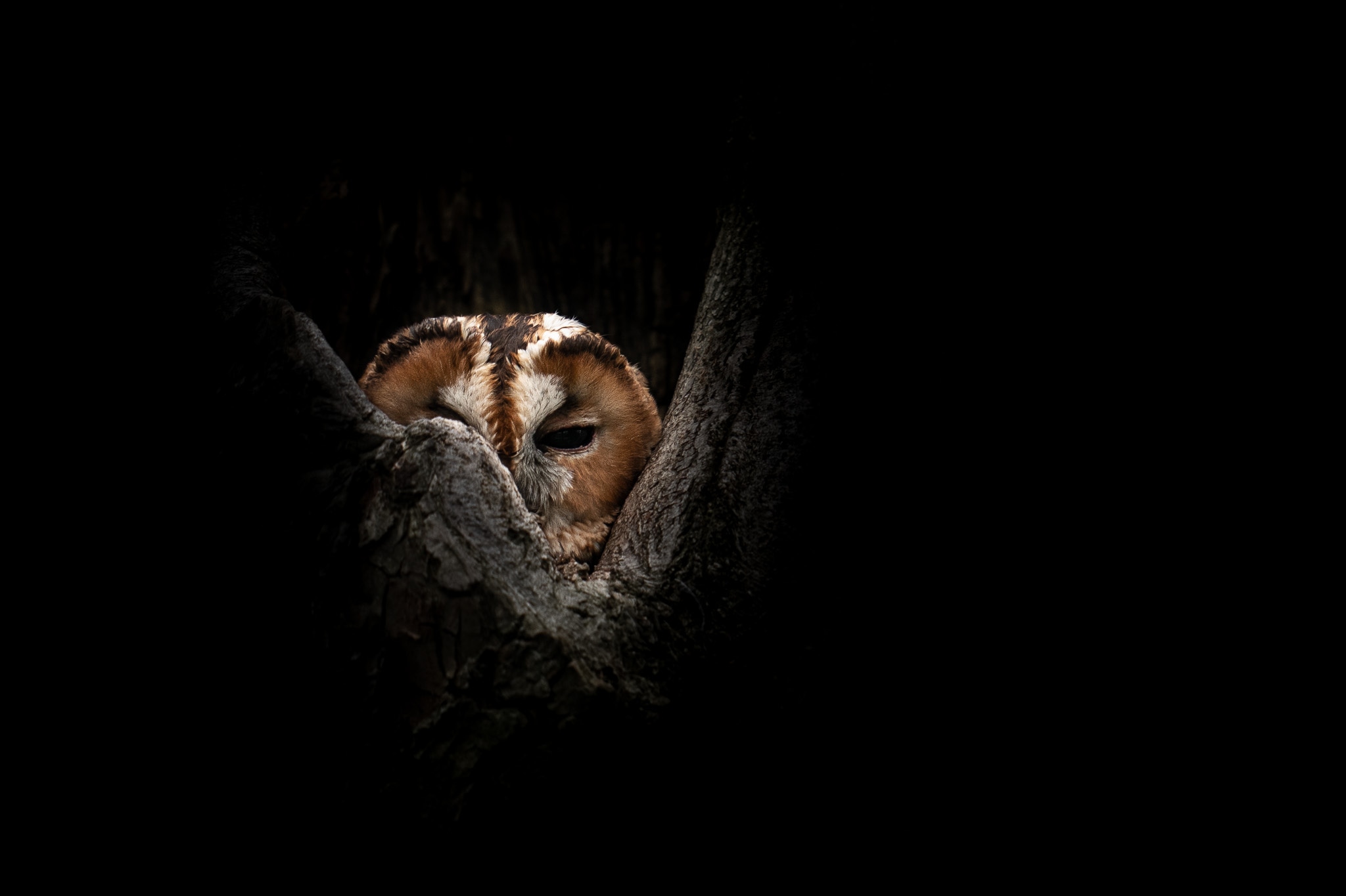 An owl peers from a hollow tree, its face emerging from deep shadow.