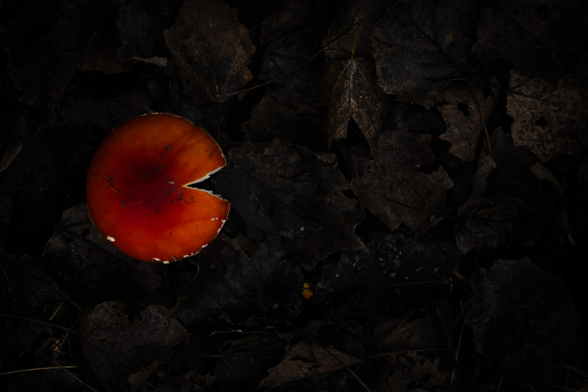 A mushroom resembling Pac-Man against black.