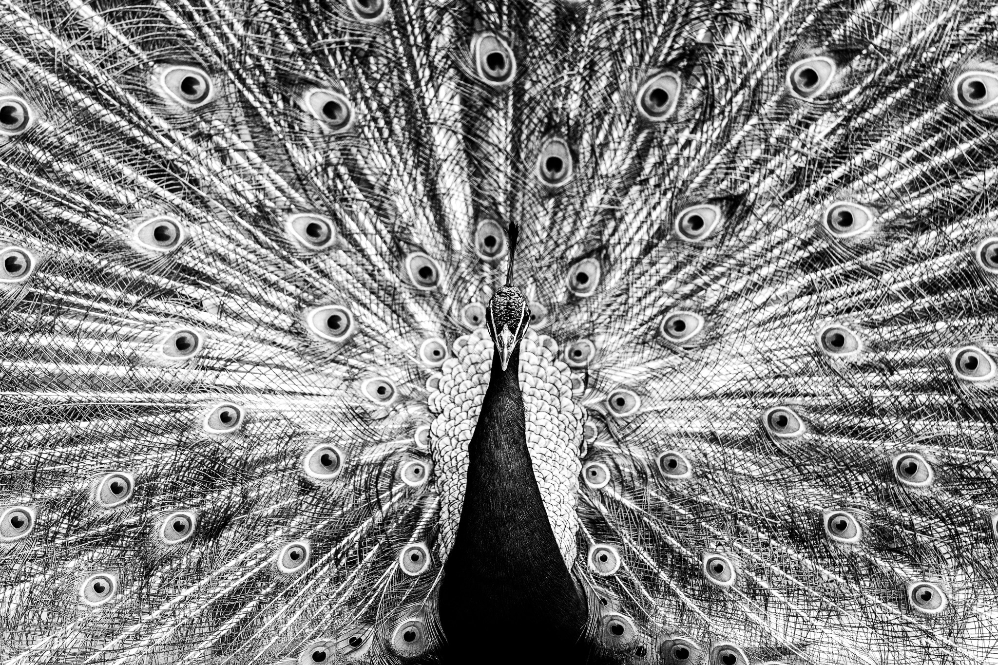 A peacock spreads its patterned tail in a black-and-white photograph.