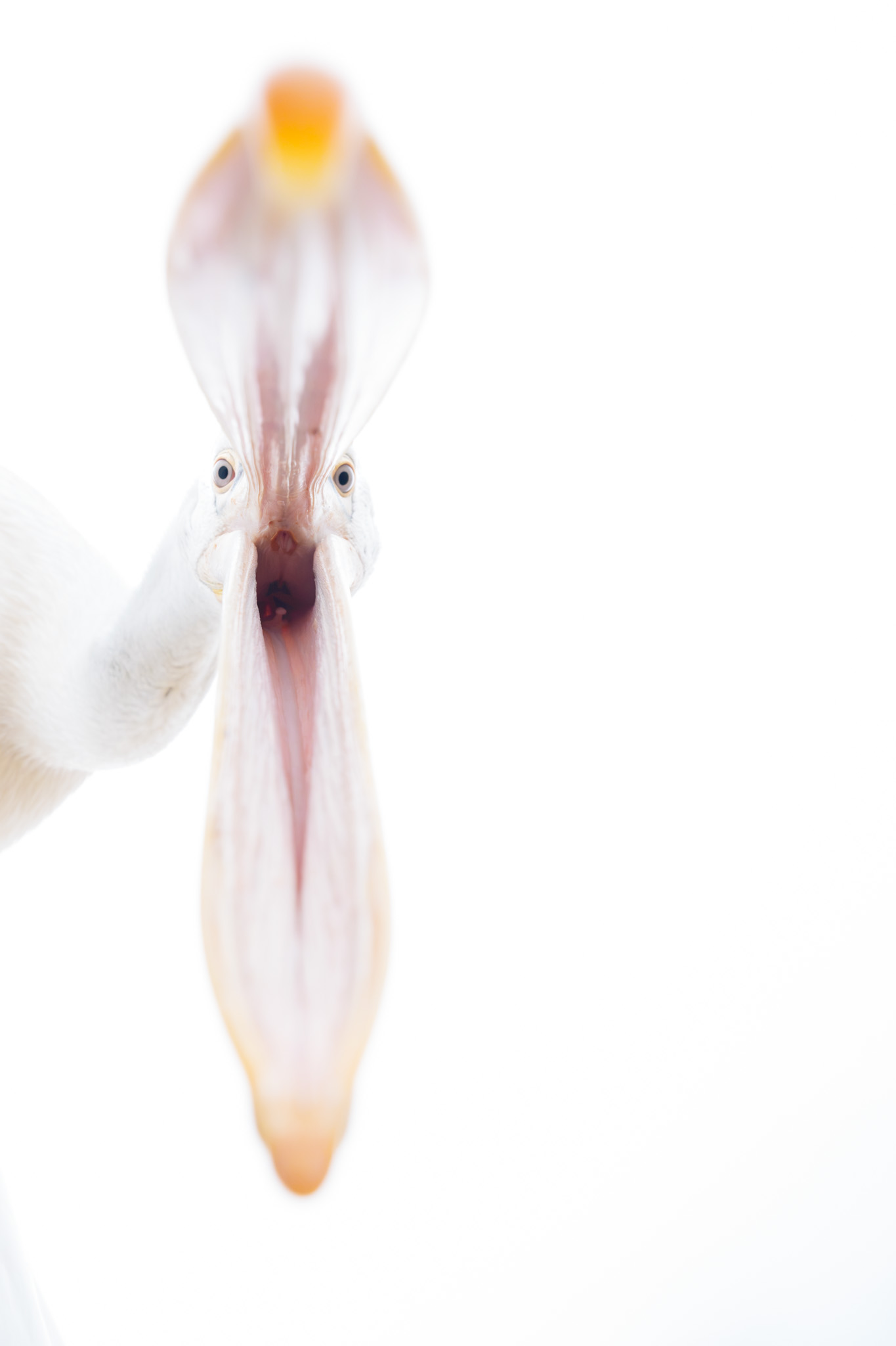 A pelican facing the camera in a near-white portrait.