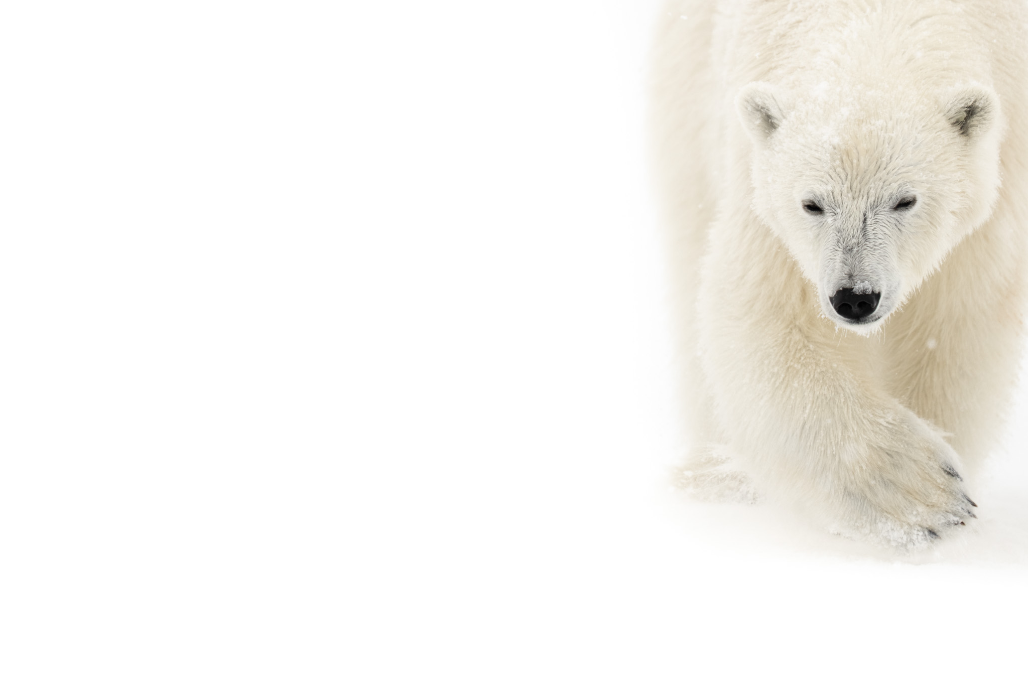 Polar Power, a polar bear approaching through a broad white Arctic landscape.
