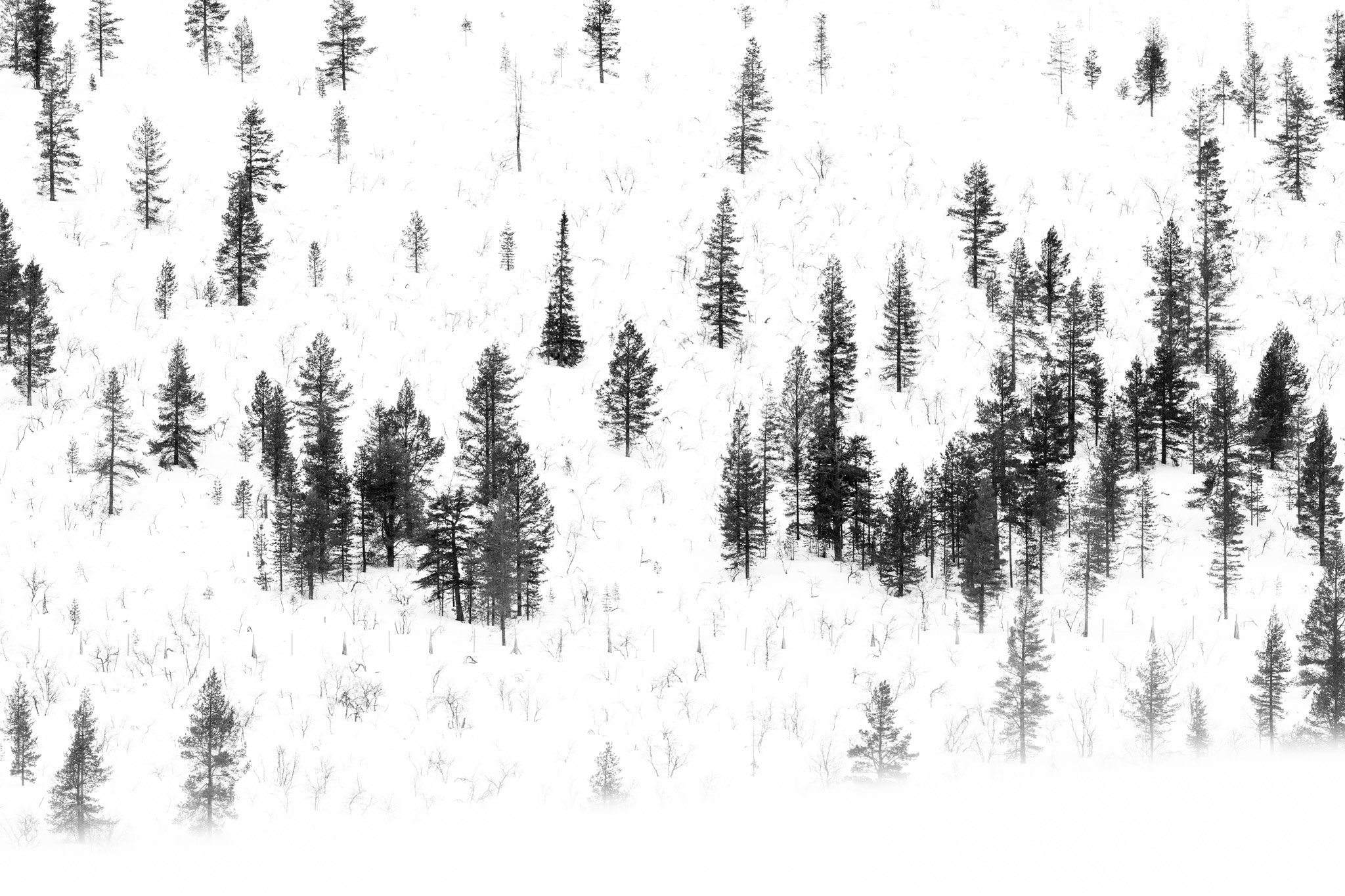 A winter forest reduced to a sparse graphic rhythm.