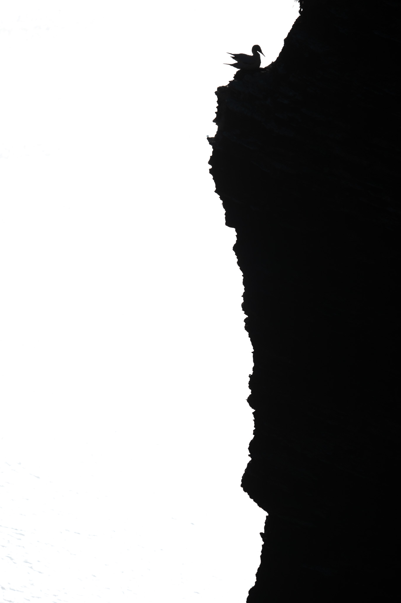 A seabird perched on the edge of a dark cliff.