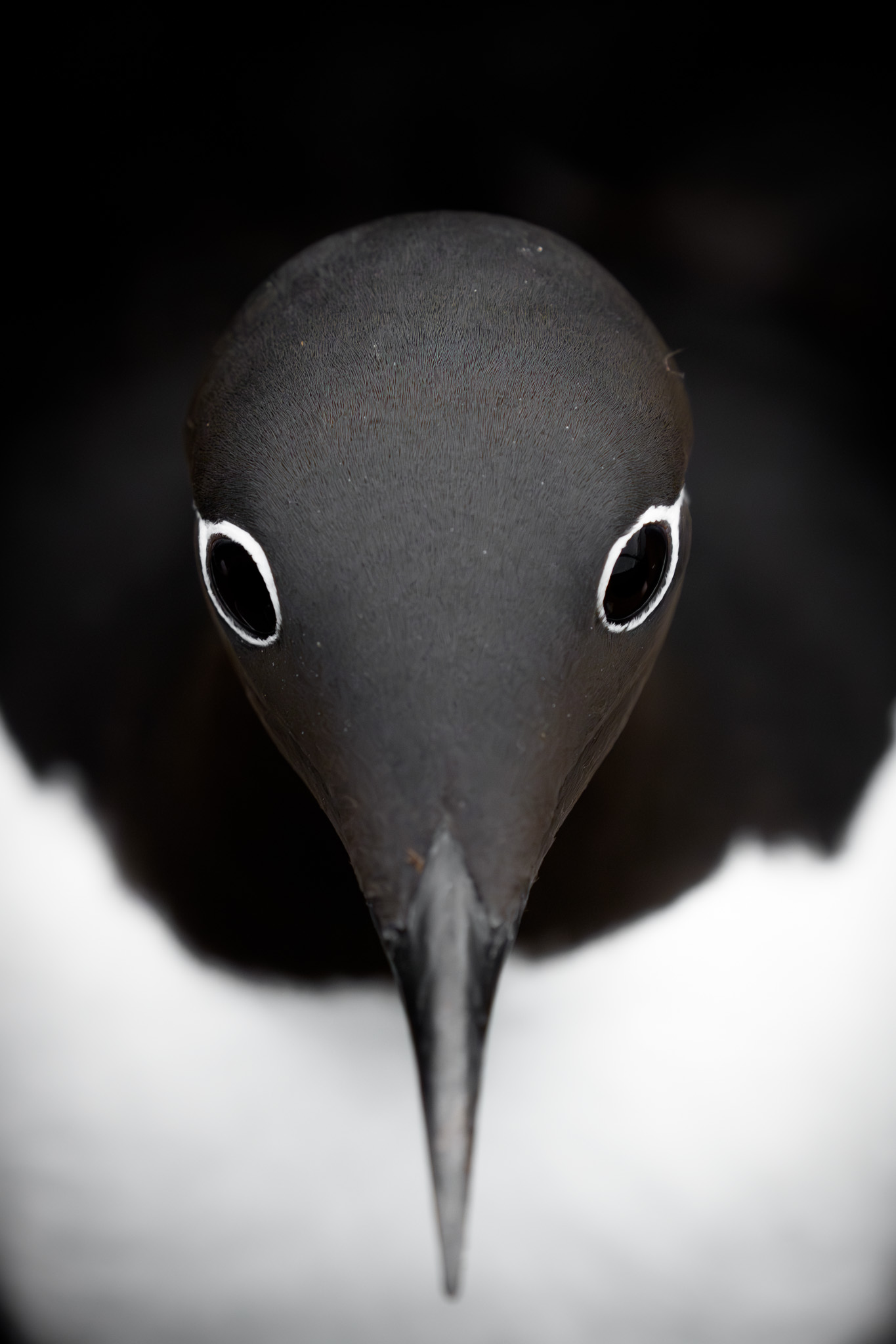 A seabird looking directly into the frame.