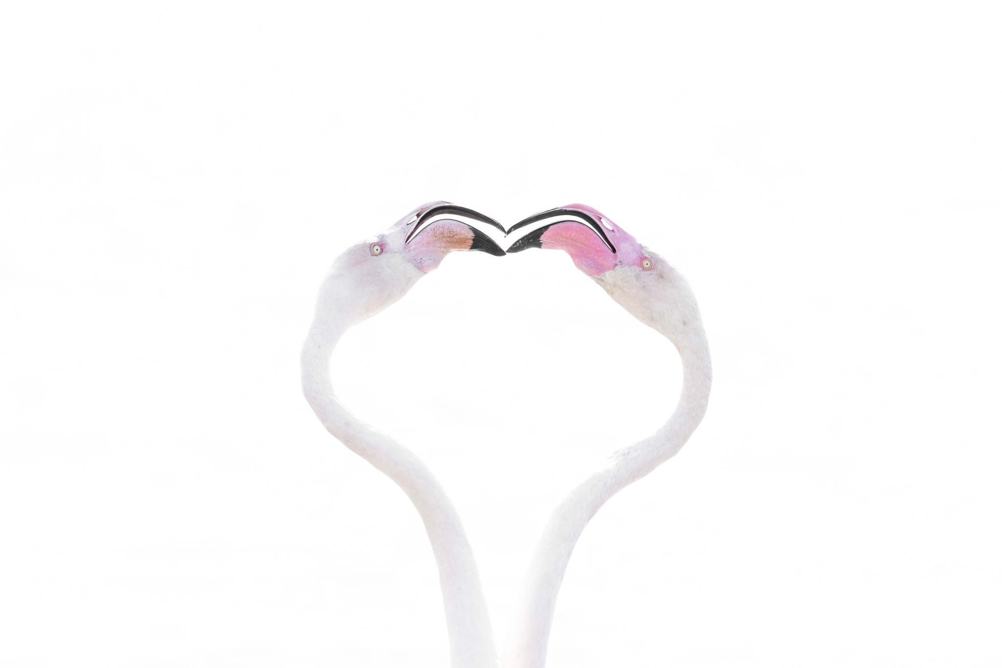 Two flamingos forming a heart-shaped curve.