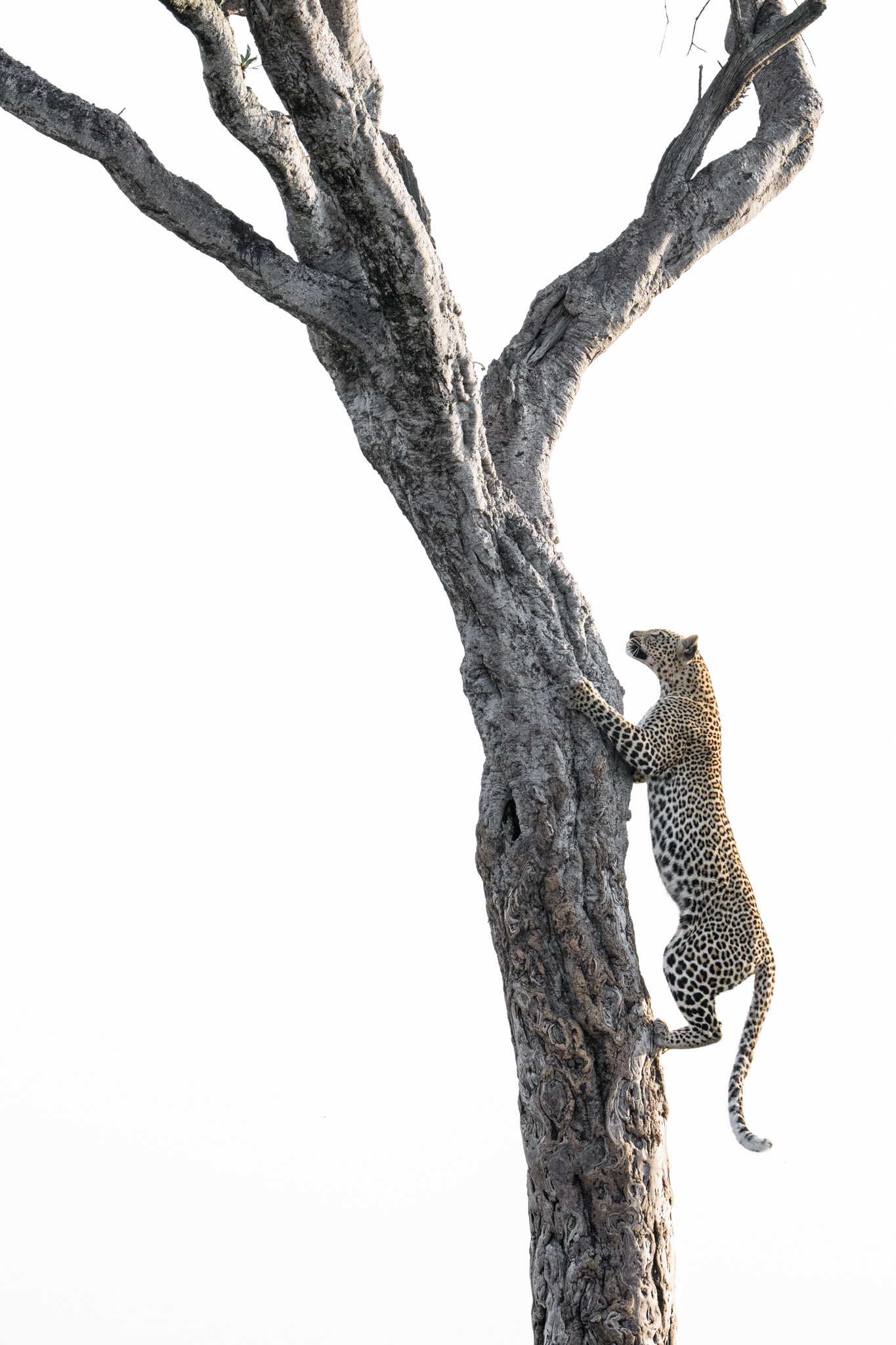 A leopard climbing the trunk of a high-key tree.