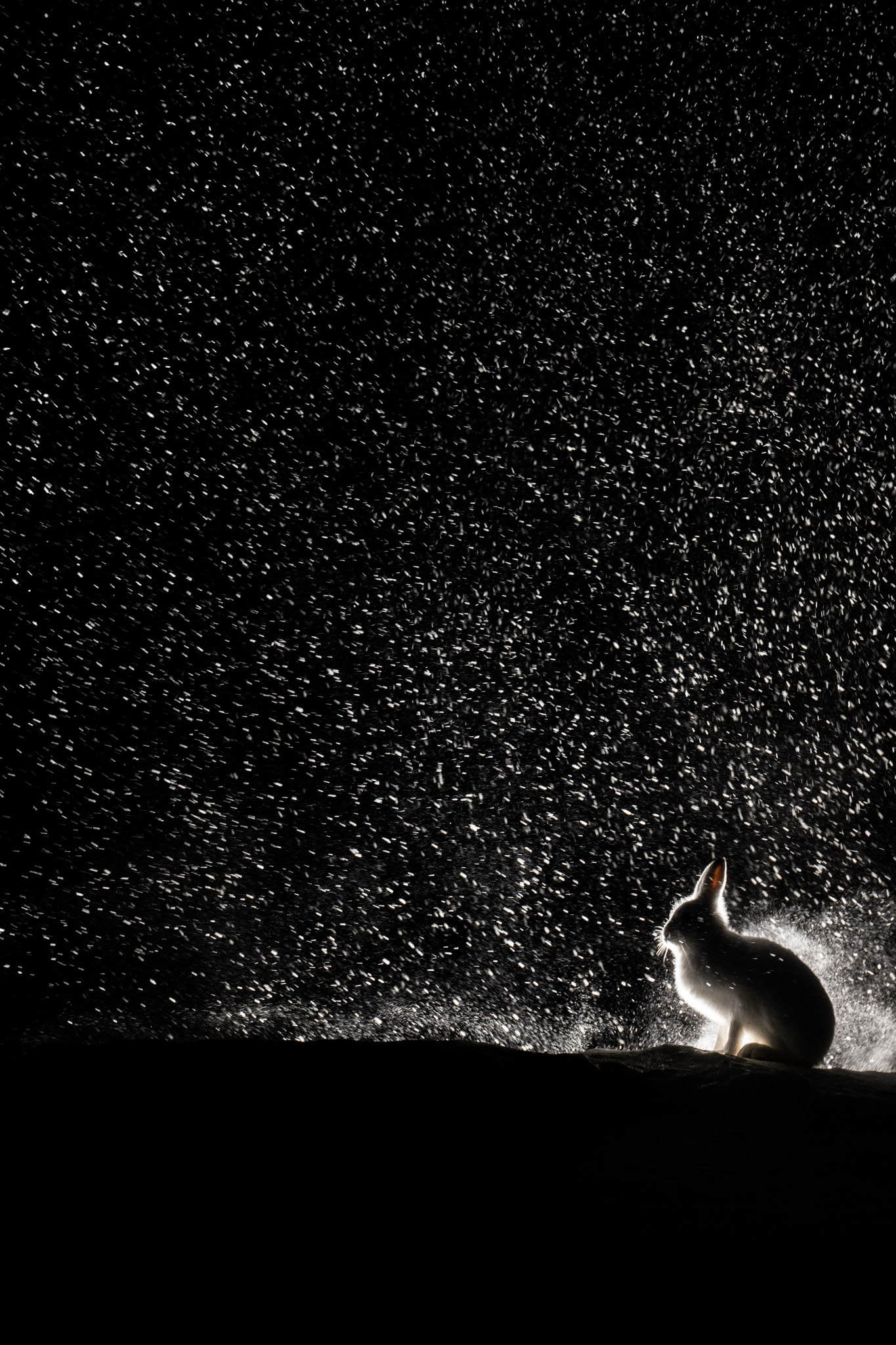 A squirrel held in a dark field of falling snow.